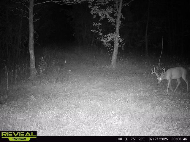 Photo 26 - Land for sale – 000  County Road Ff-459   Birch Tree, MO