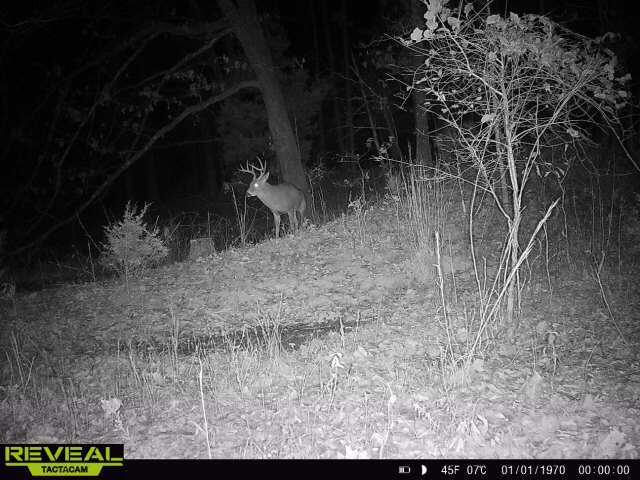 Photo 19 - Land for sale – 000  County Road Ff-459   Birch Tree, MO