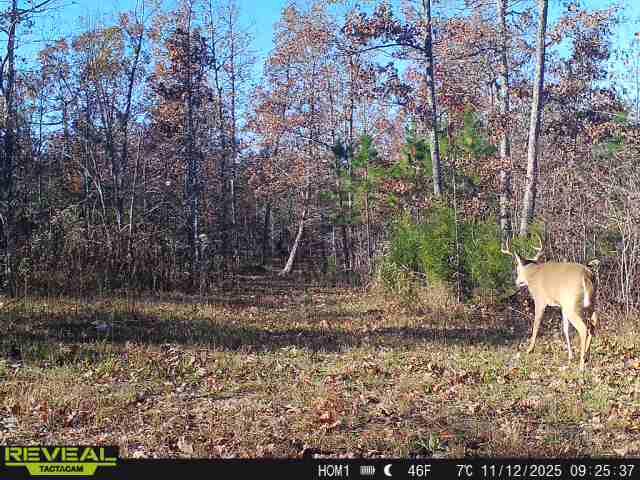 Photo 46 - Land for sale – 000  County Road Ff-459   Birch Tree, MO