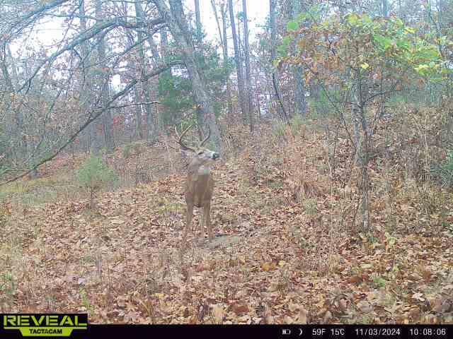 Photo 16 - Land for sale – 000  County Road Ff-459   Birch Tree, MO