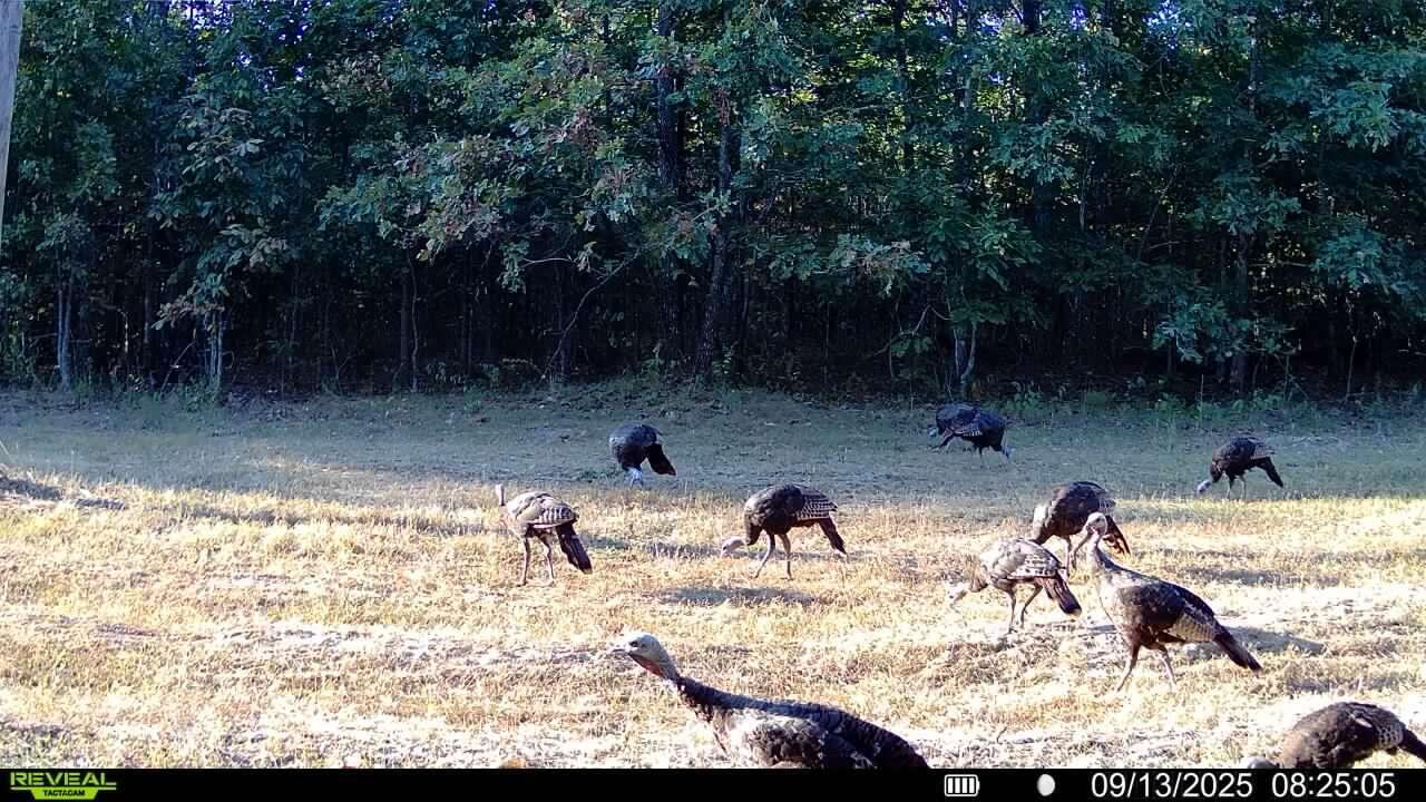 Photo 14 - Land for sale – 000  County Road Ff-459   Birch Tree, MO