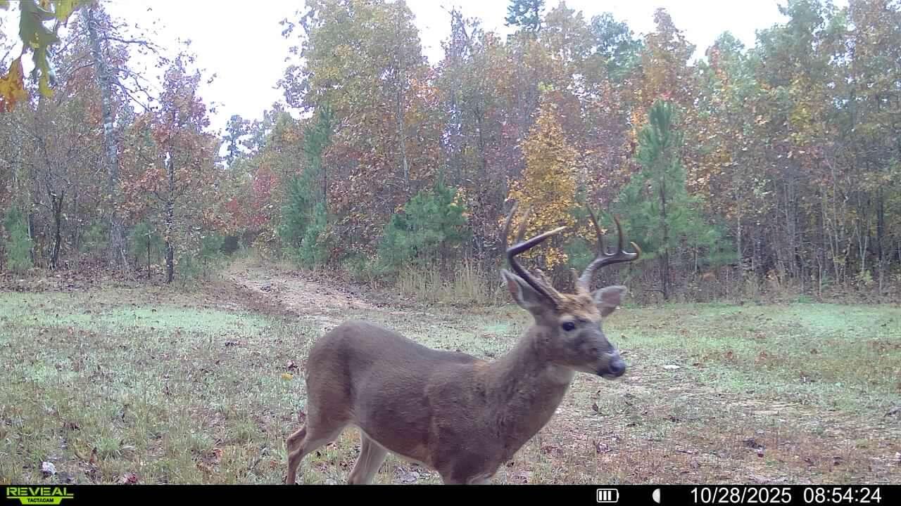 Photo 31 - Land for sale – 000  County Road Ff-459   Birch Tree, MO