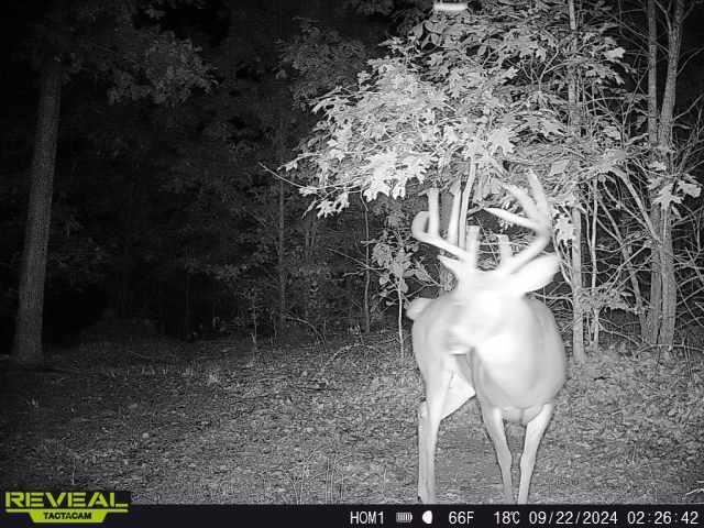 Photo 41 - Land for sale – 000  County Road Ff-459   Birch Tree, MO