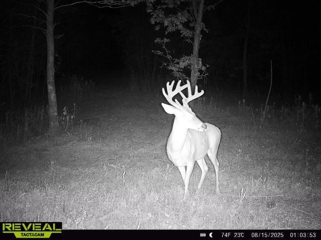 Photo 28 - Land for sale – 000  County Road Ff-459   Birch Tree, MO