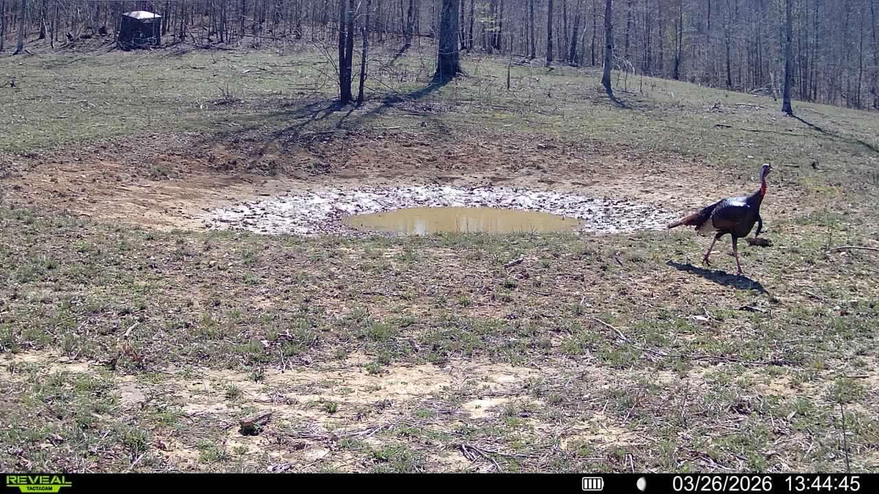 Photo 13 - Land for sale – 000  County Road Ff-459   Birch Tree, MO