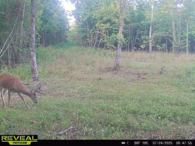Photo 15 - Land for sale – 000  County Road Ff-459   Birch Tree, MO