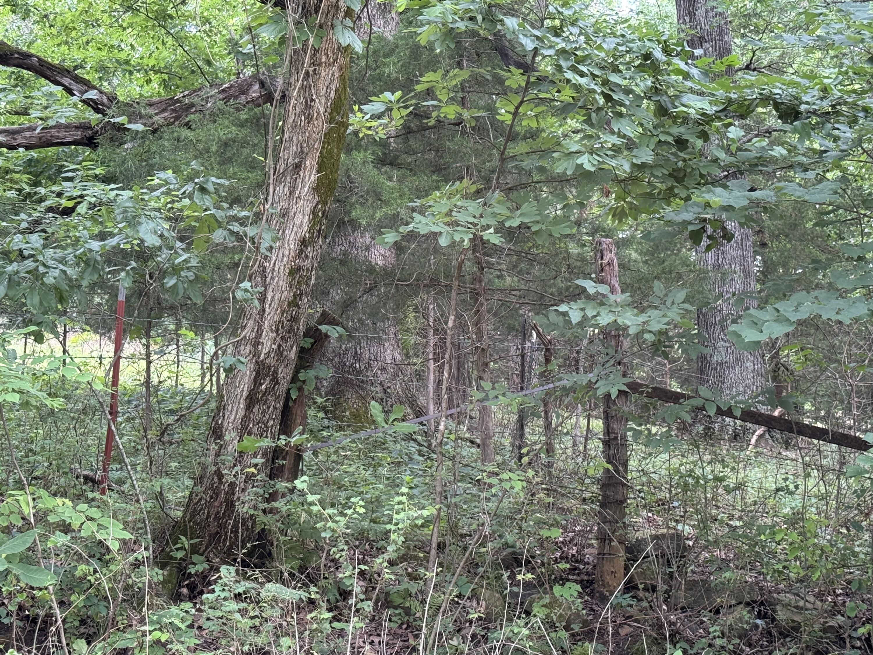 Photo 60 - Land for sale – 12230 S 2225 Road  Stockton, MO