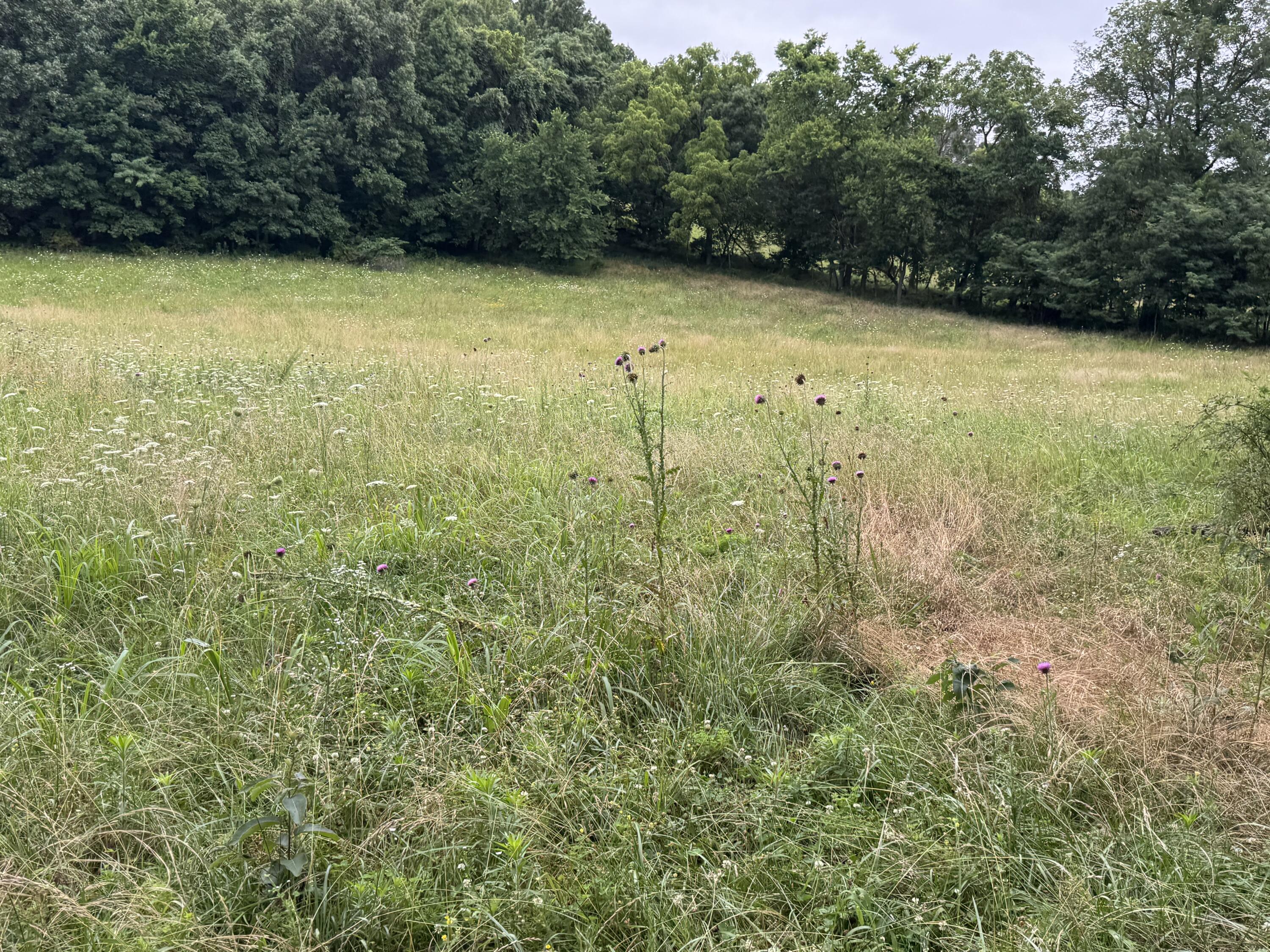 Photo 48 - Land for sale – 12230 S 2225 Road  Stockton, MO
