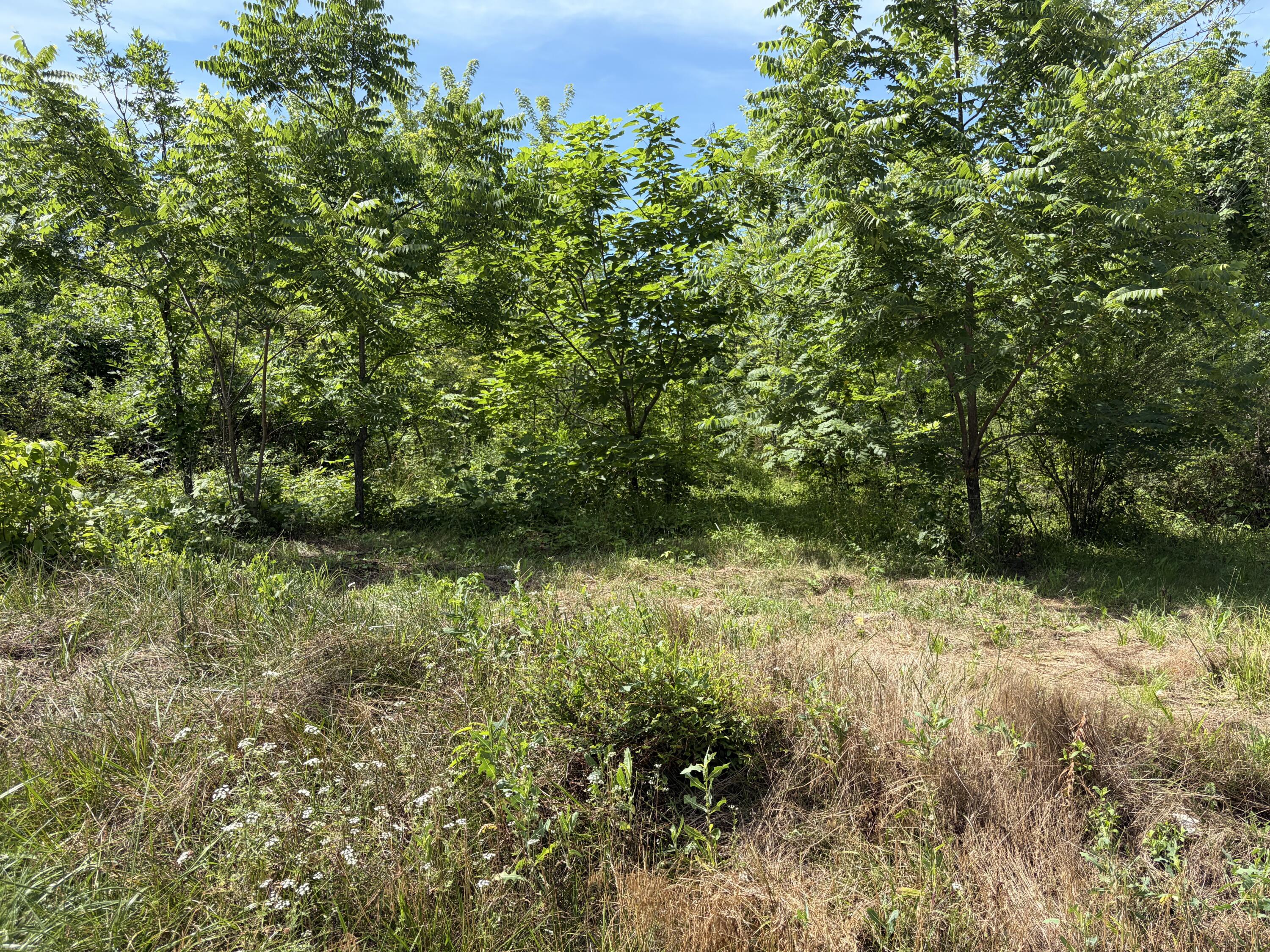 Photo 7 - Land for sale – 000  Ward Street  Birch Tree, MO