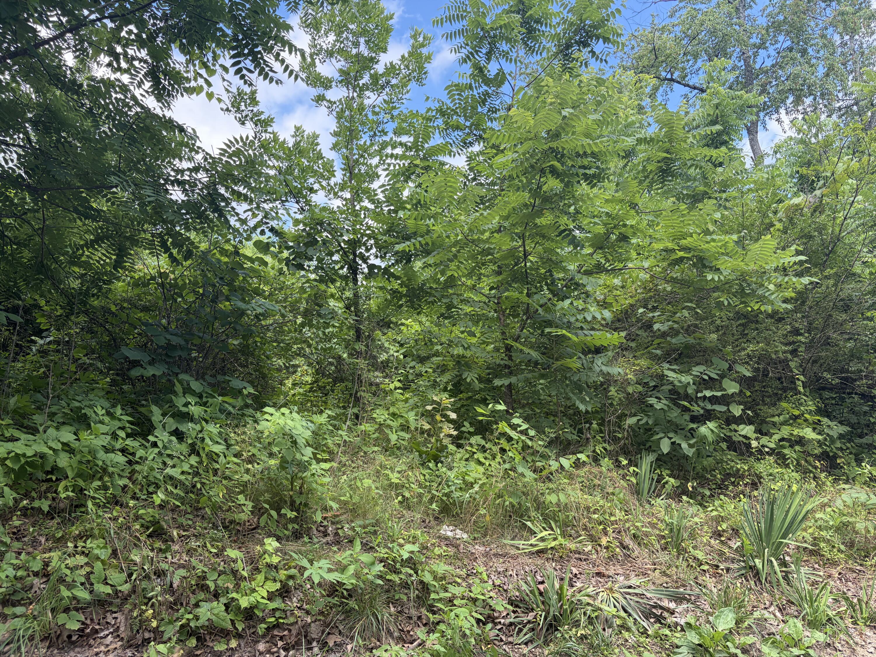 Photo 11 - Land for sale – 000  Ward Street  Birch Tree, MO