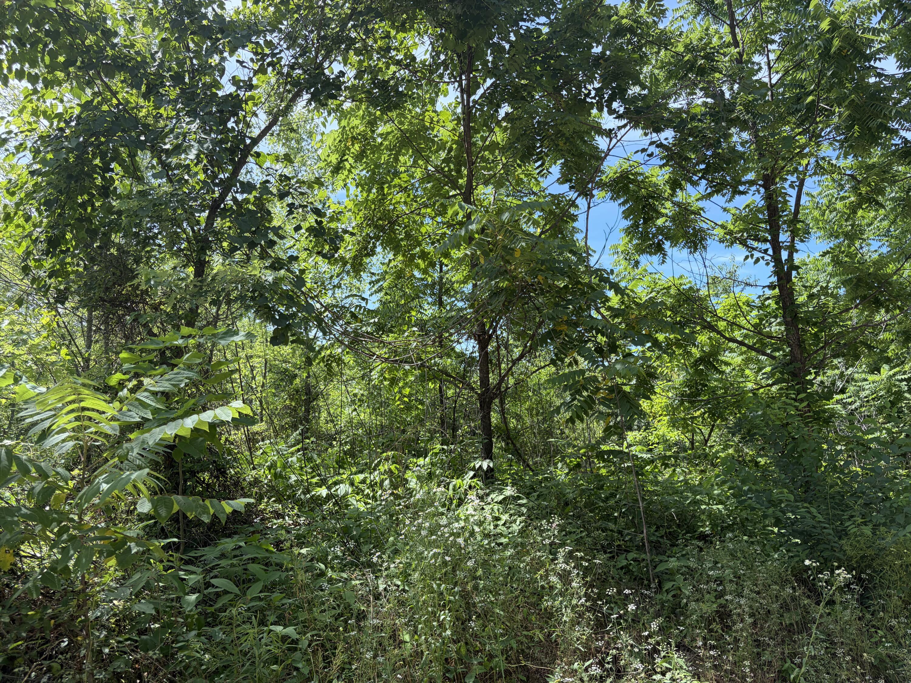 Photo 8 - Land for sale – 000  Ward Street  Birch Tree, MO