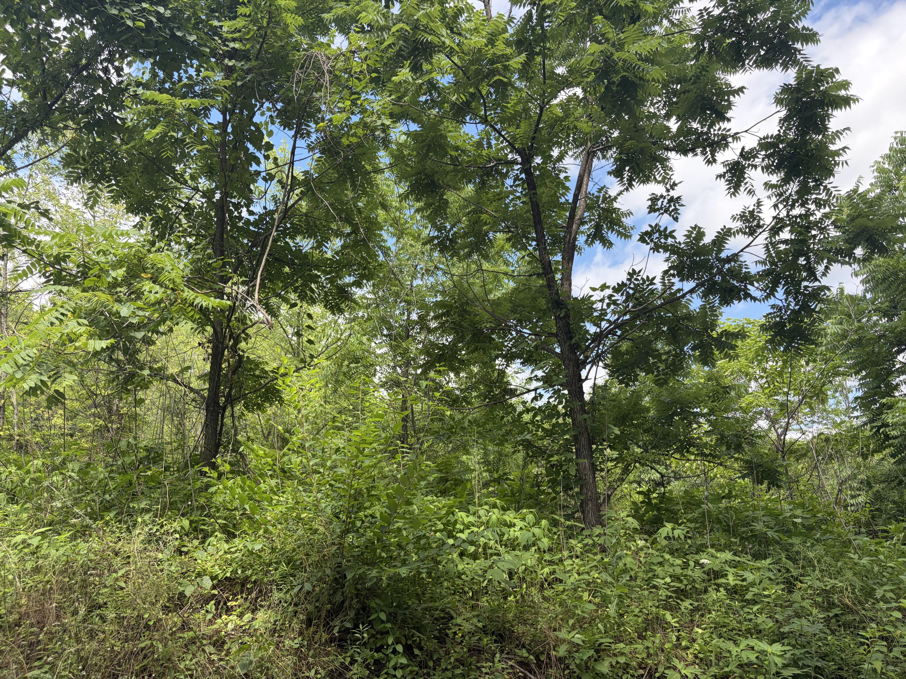 Photo 9 - Land for sale – 000  Ward Street  Birch Tree, MO