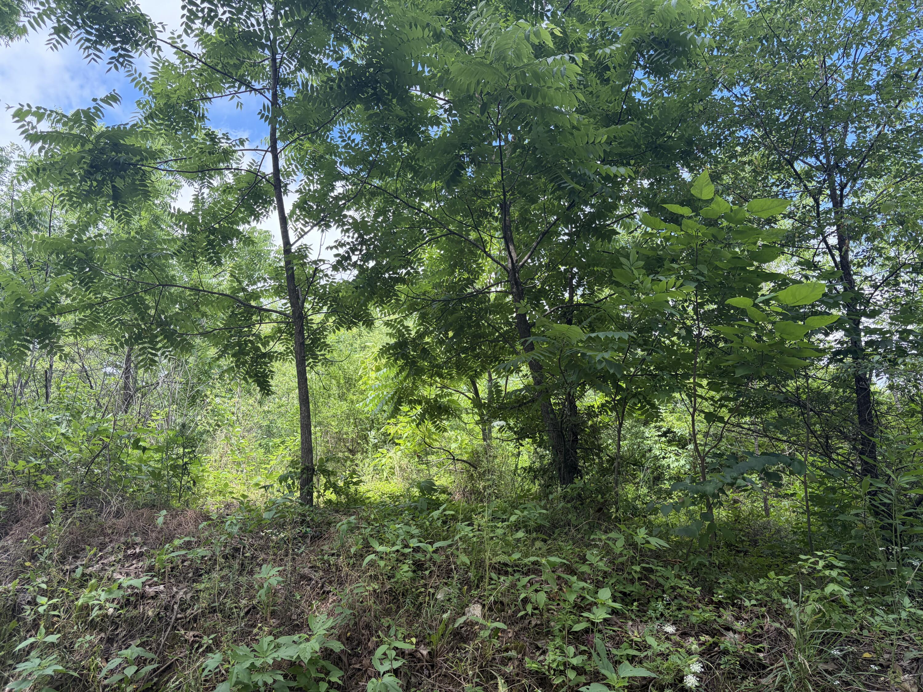 Photo 10 - Land for sale – 000  Ward Street  Birch Tree, MO
