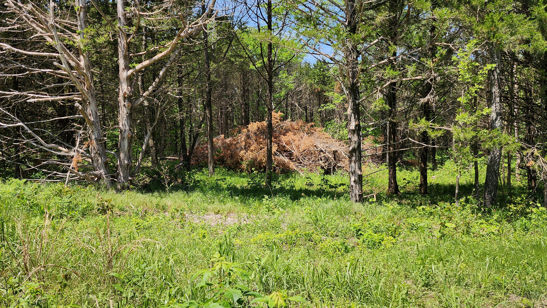 Photo 16 - Land for sale – 000  County Road 333   Polk, MO