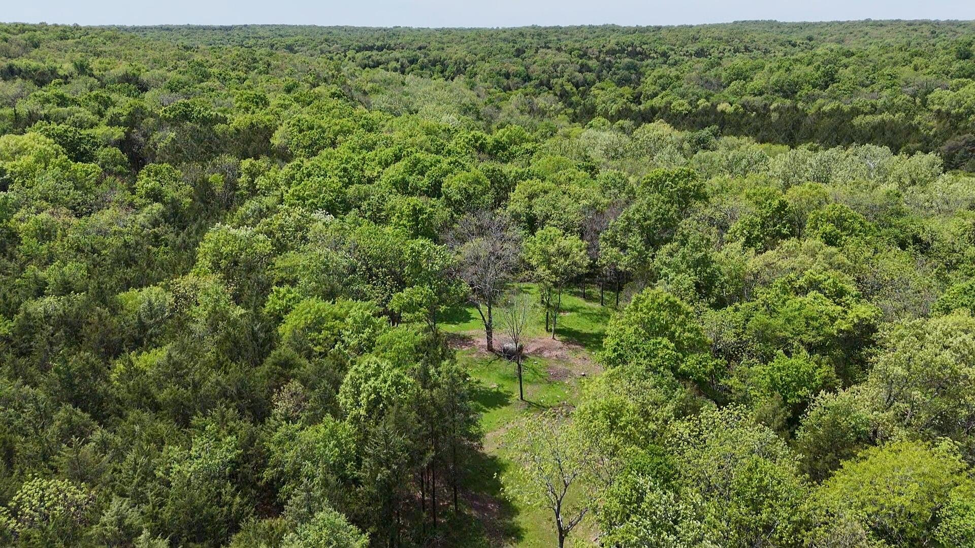 Photo 6 - Land for sale – 000  County Road 333   Polk, MO