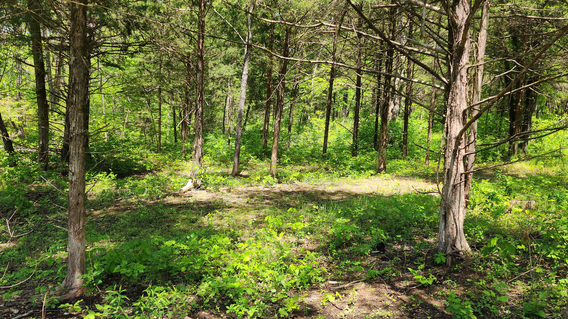 Photo 15 - Land for sale – 000  County Road 333   Polk, MO
