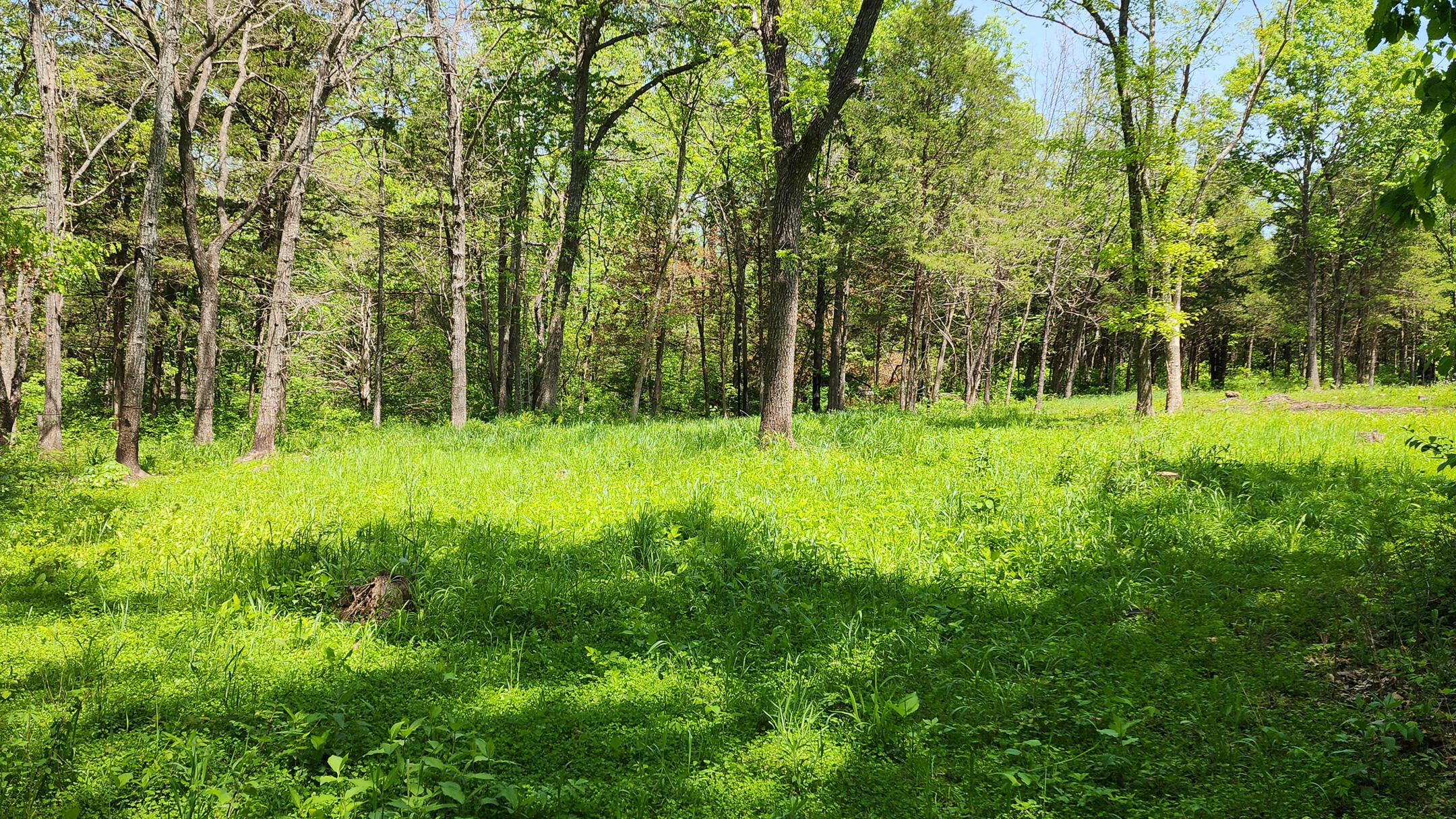 Photo 12 - Land for sale – 000  County Road 333   Polk, MO