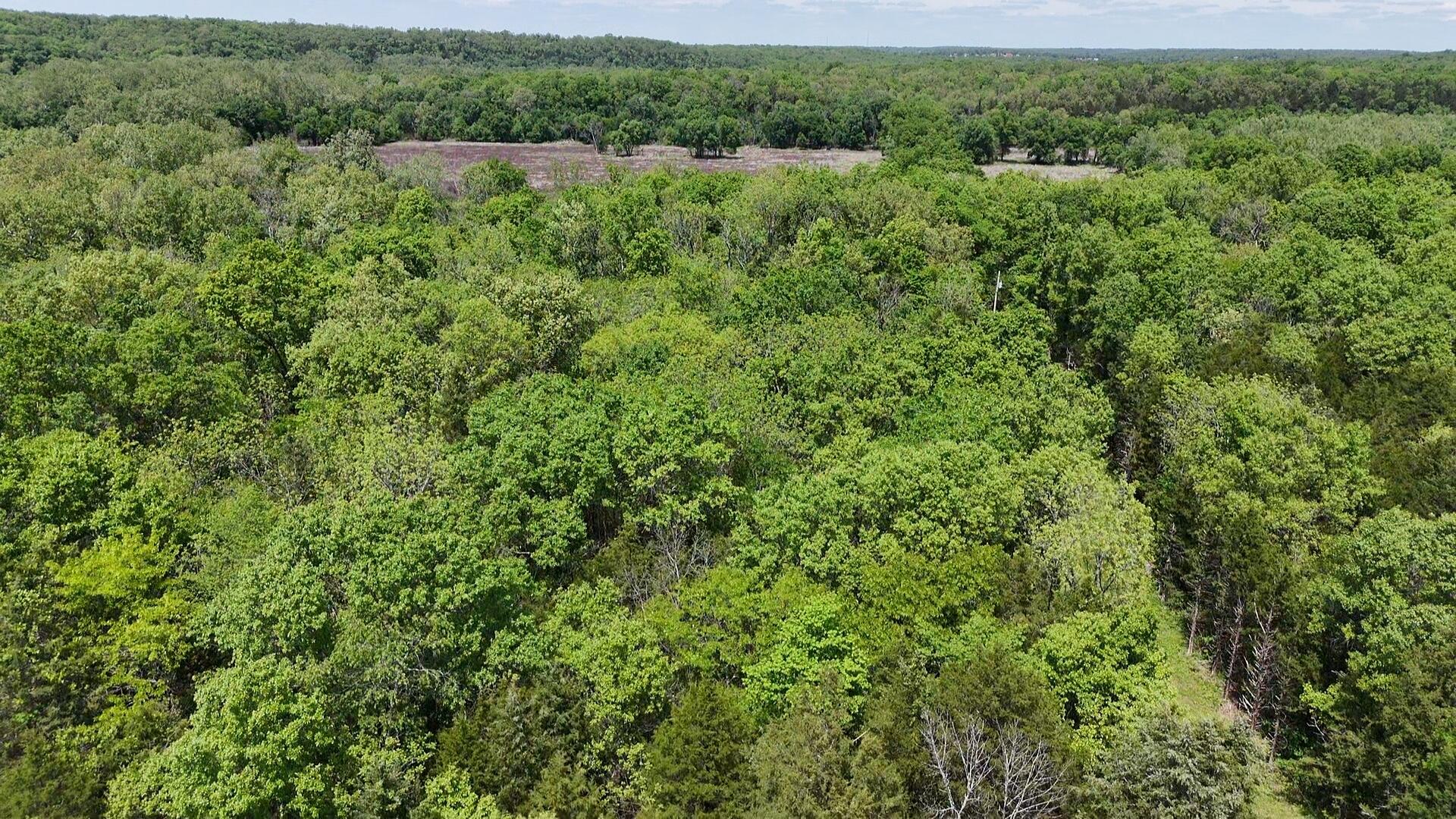 Photo 8 - Land for sale – 000  County Road 333   Polk, MO