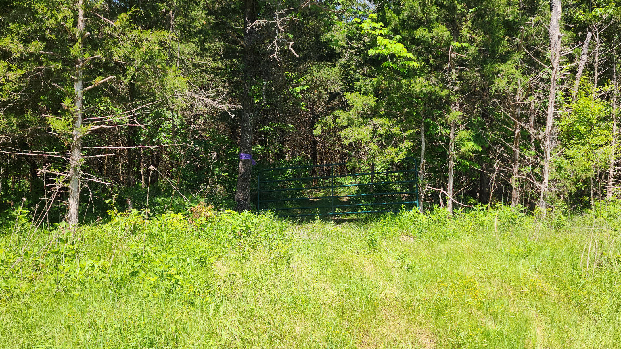 Photo 17 - Land for sale – 000  County Road 333   Polk, MO