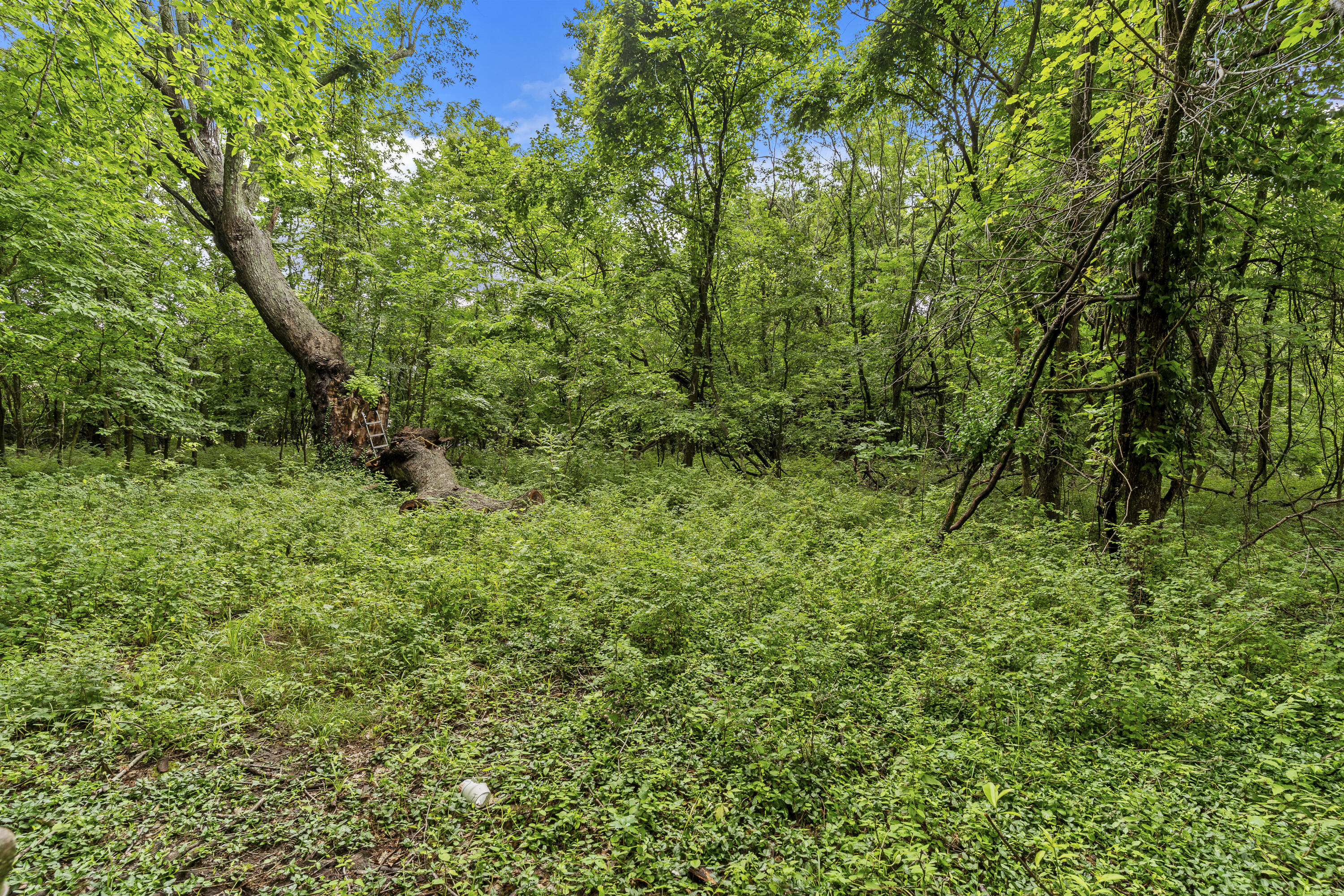 Photo 42 - Residential for sale – 8199 W Farm Road 76   Willard, MO