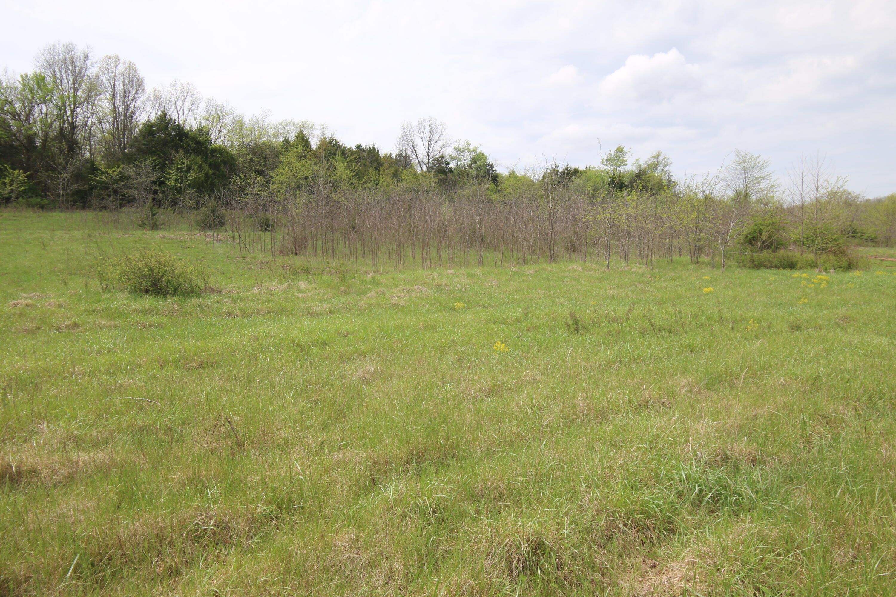 Photo 2 - Land for sale – 000  River Pass Drive  Marshfield, MO