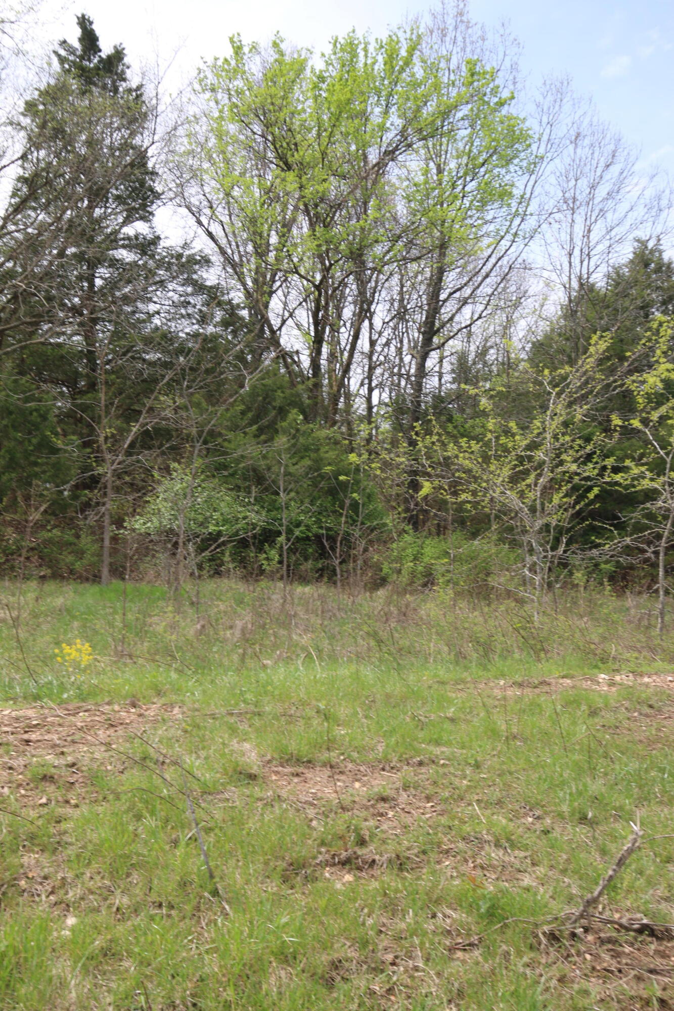 Photo 4 - Land for sale – 000  River Pass Drive  Marshfield, MO