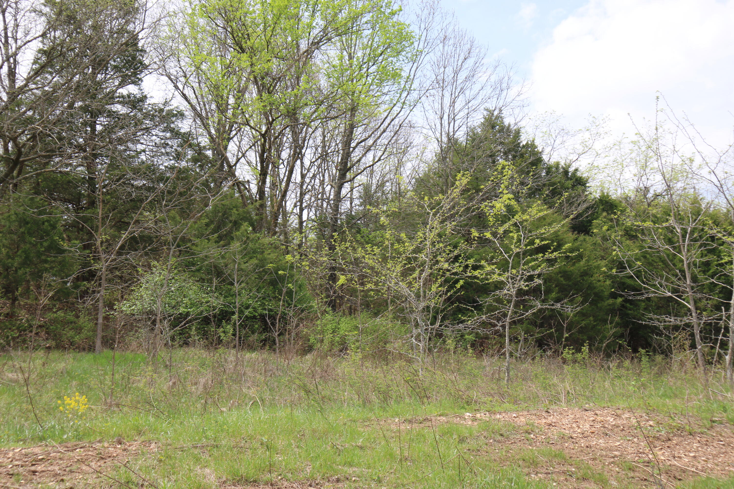 Photo 3 - Land for sale – 000  River Pass Drive  Marshfield, MO