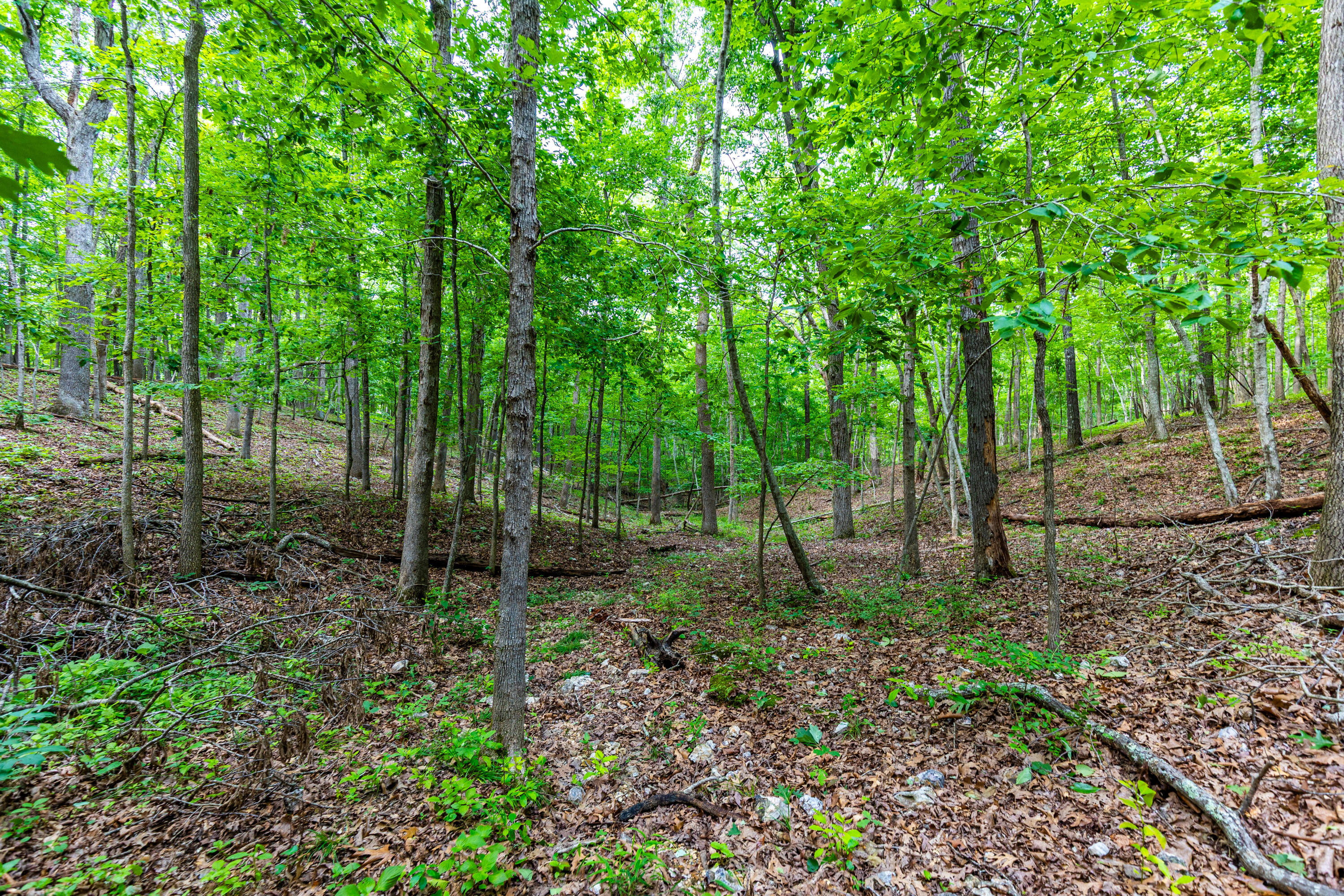 Photo 26 - Land for sale – 000  County Road 1990   Willow Springs, MO