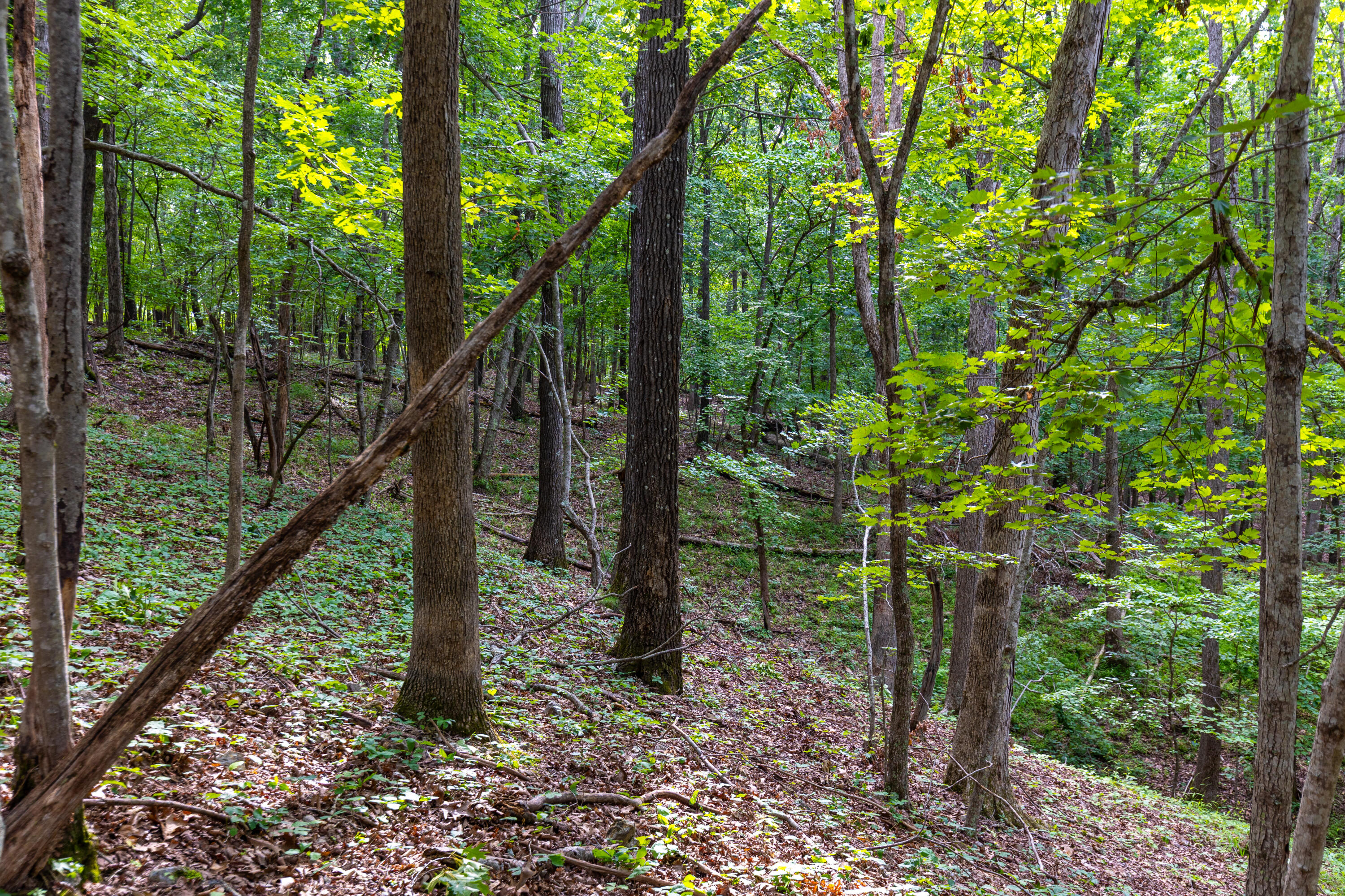Photo 22 - Land for sale – 000  County Road 1990   Willow Springs, MO