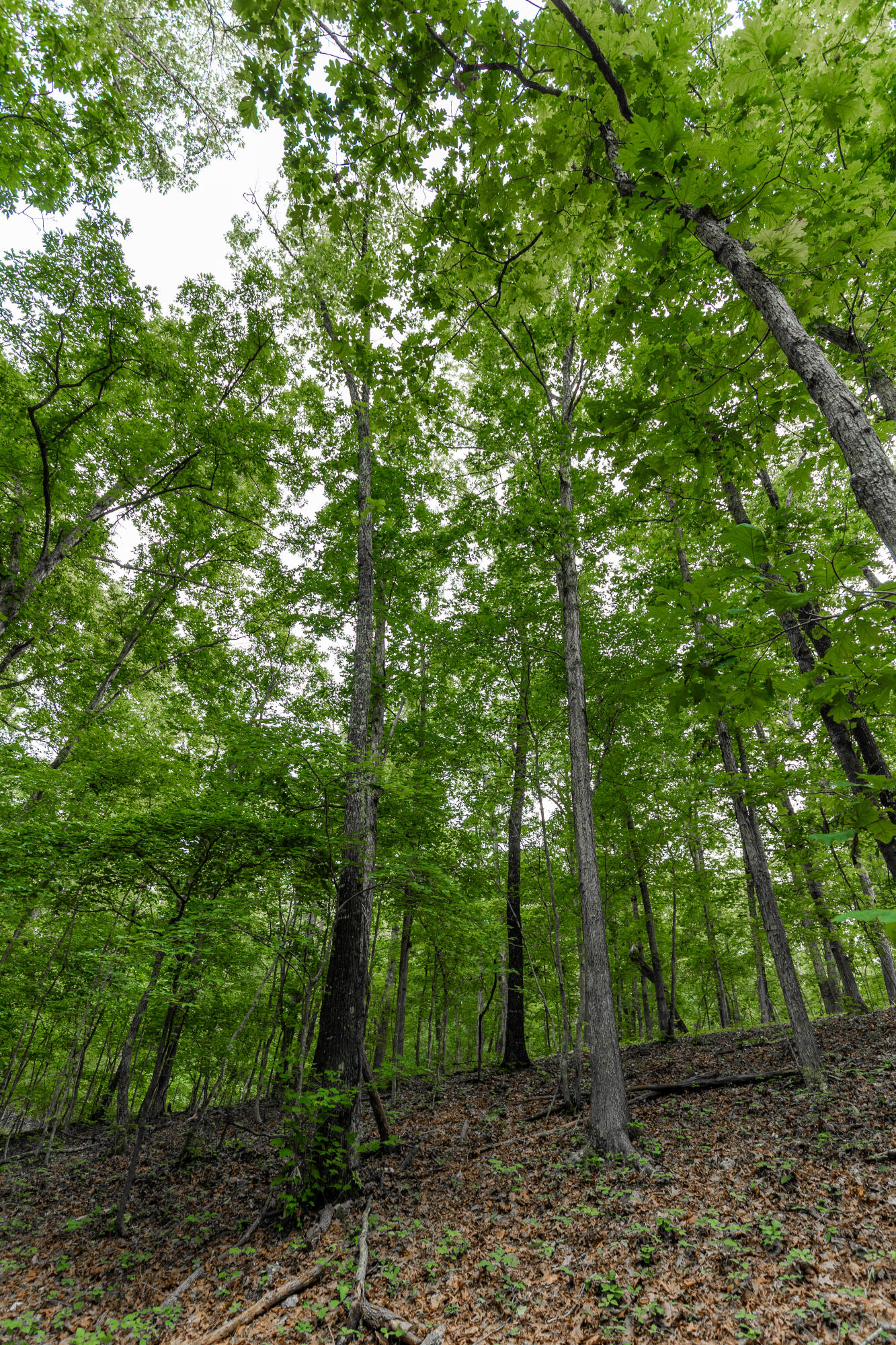 Photo 33 - Land for sale – 000  County Road 1990   Willow Springs, MO