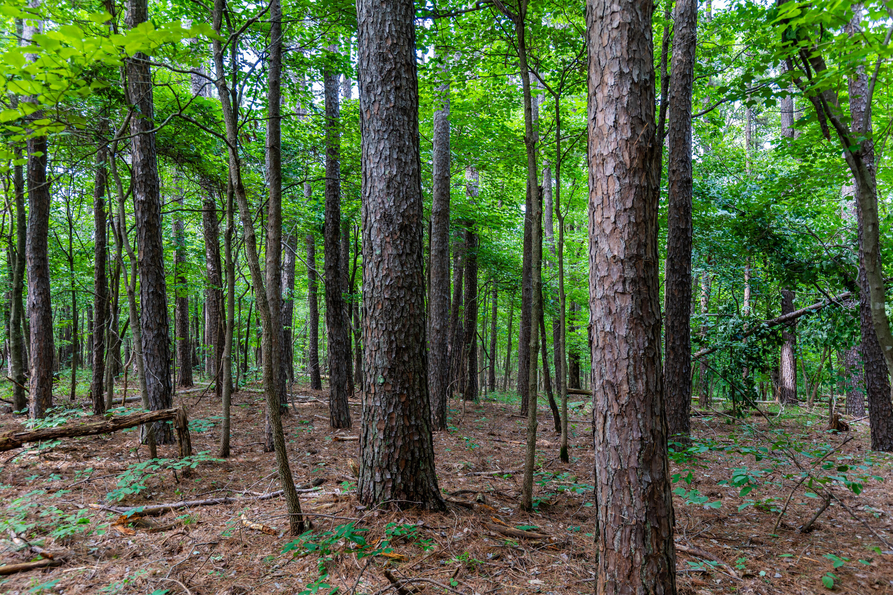 Land for sale – 000  County Road 1990   Willow Springs, MO