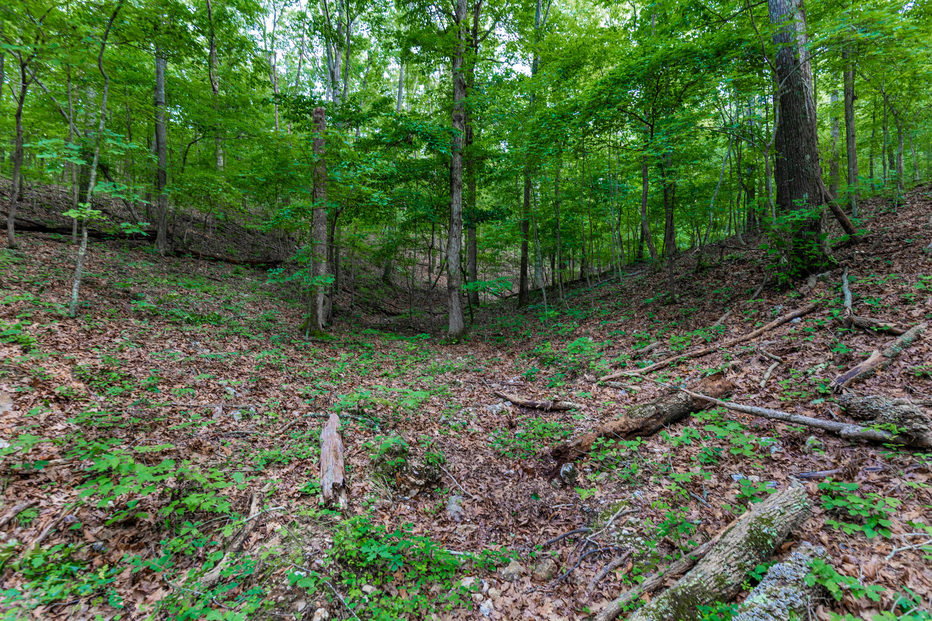 Photo 32 - Land for sale – 000  County Road 1990   Willow Springs, MO