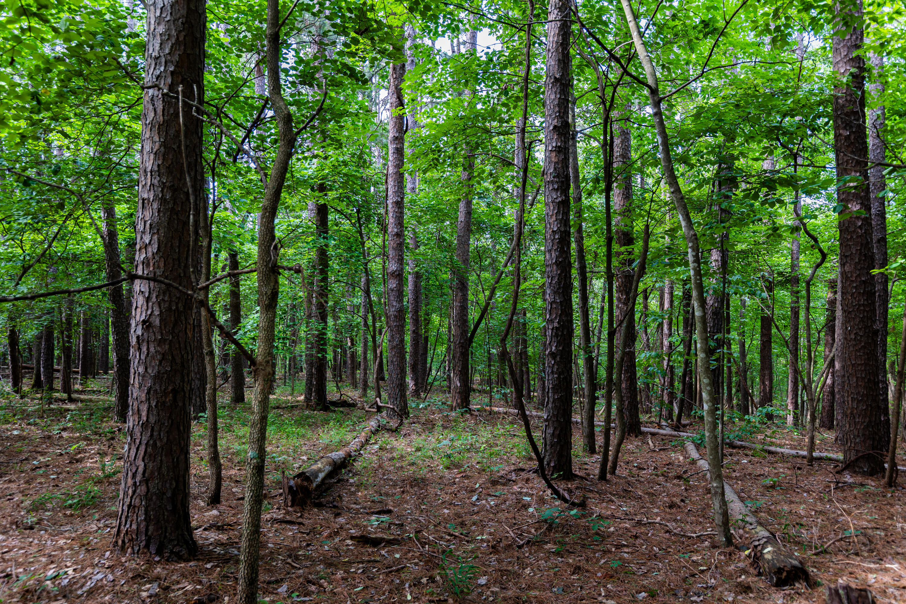 Photo 16 - Land for sale – 000  County Road 1990   Willow Springs, MO