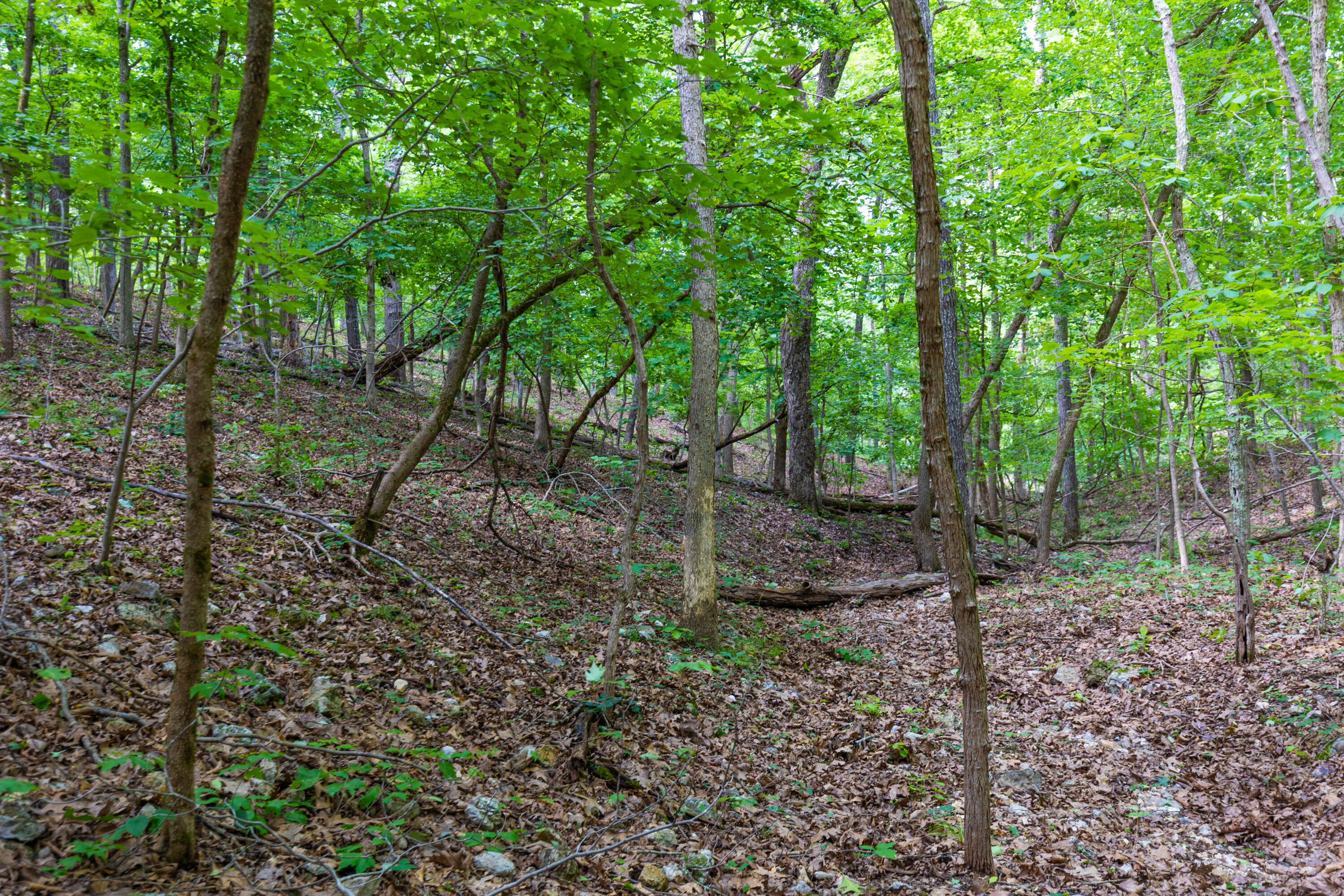 Photo 28 - Land for sale – 000  County Road 1990   Willow Springs, MO