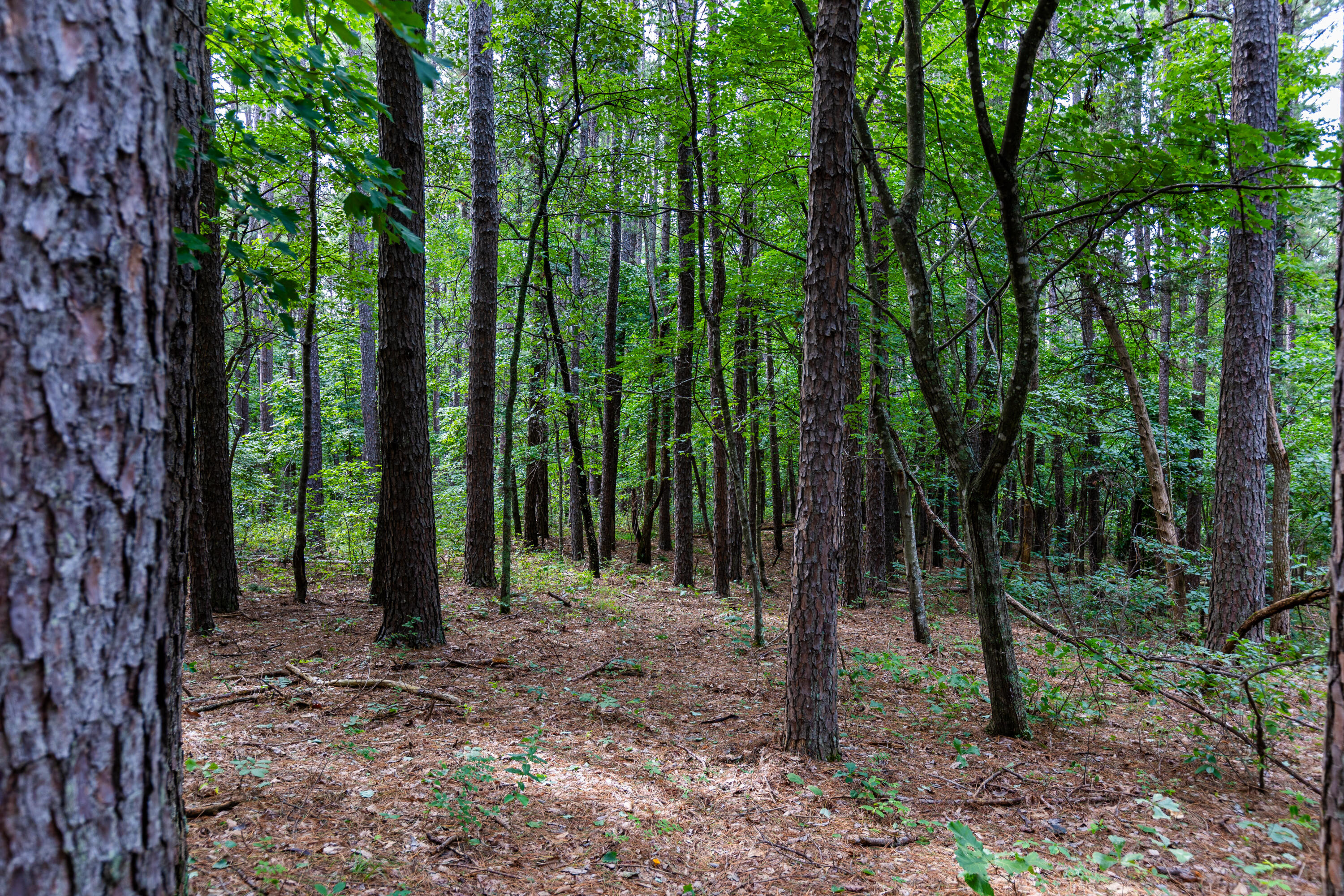 Photo 14 - Land for sale – 000  County Road 1990   Willow Springs, MO