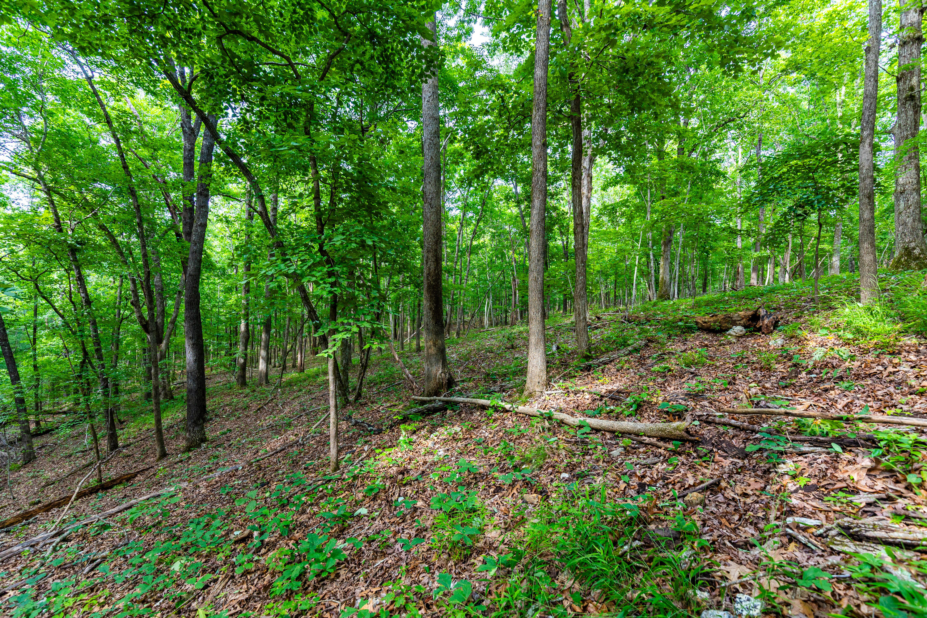 Photo 24 - Land for sale – 000  County Road 1990   Willow Springs, MO