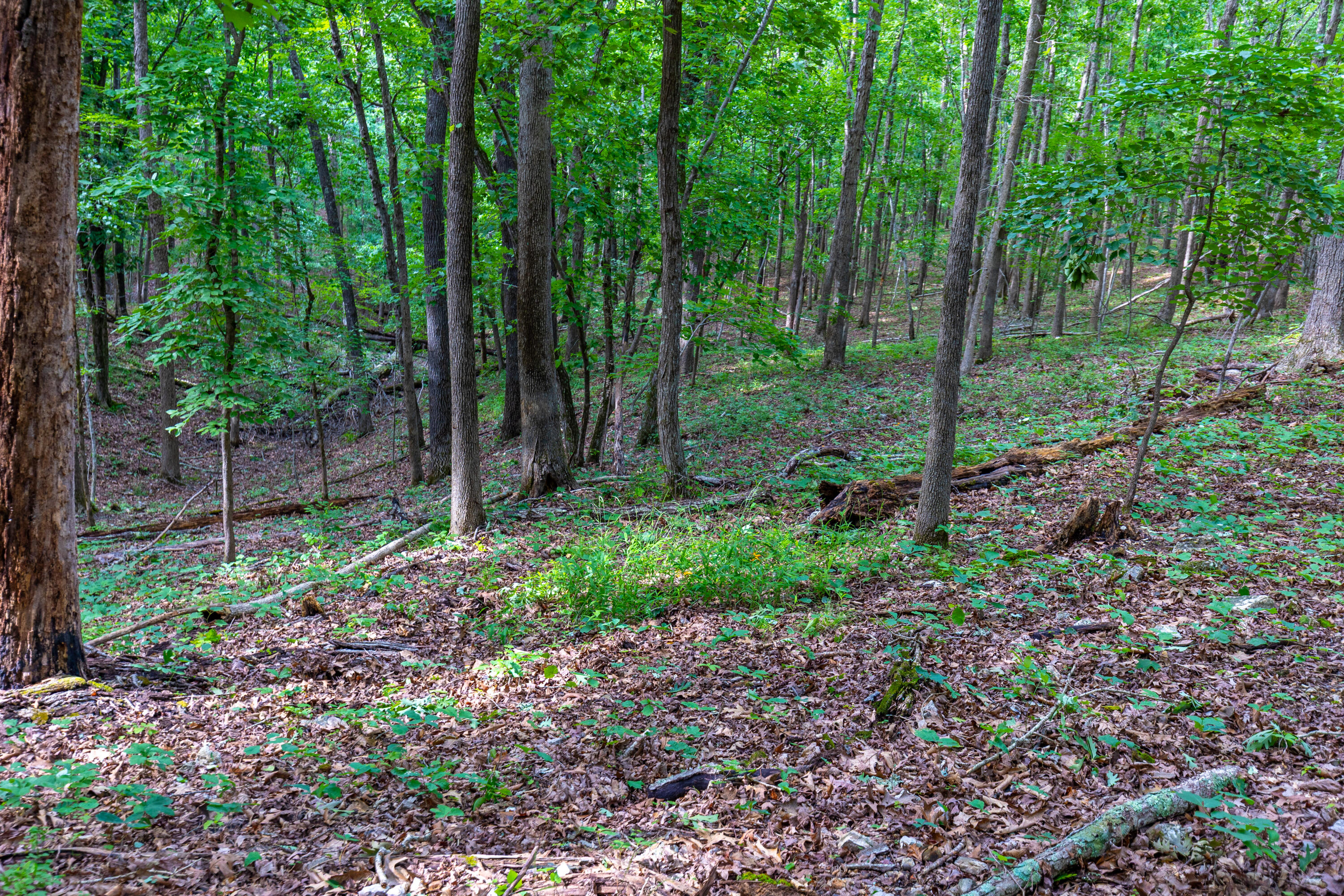 Photo 23 - Land for sale – 000  County Road 1990   Willow Springs, MO