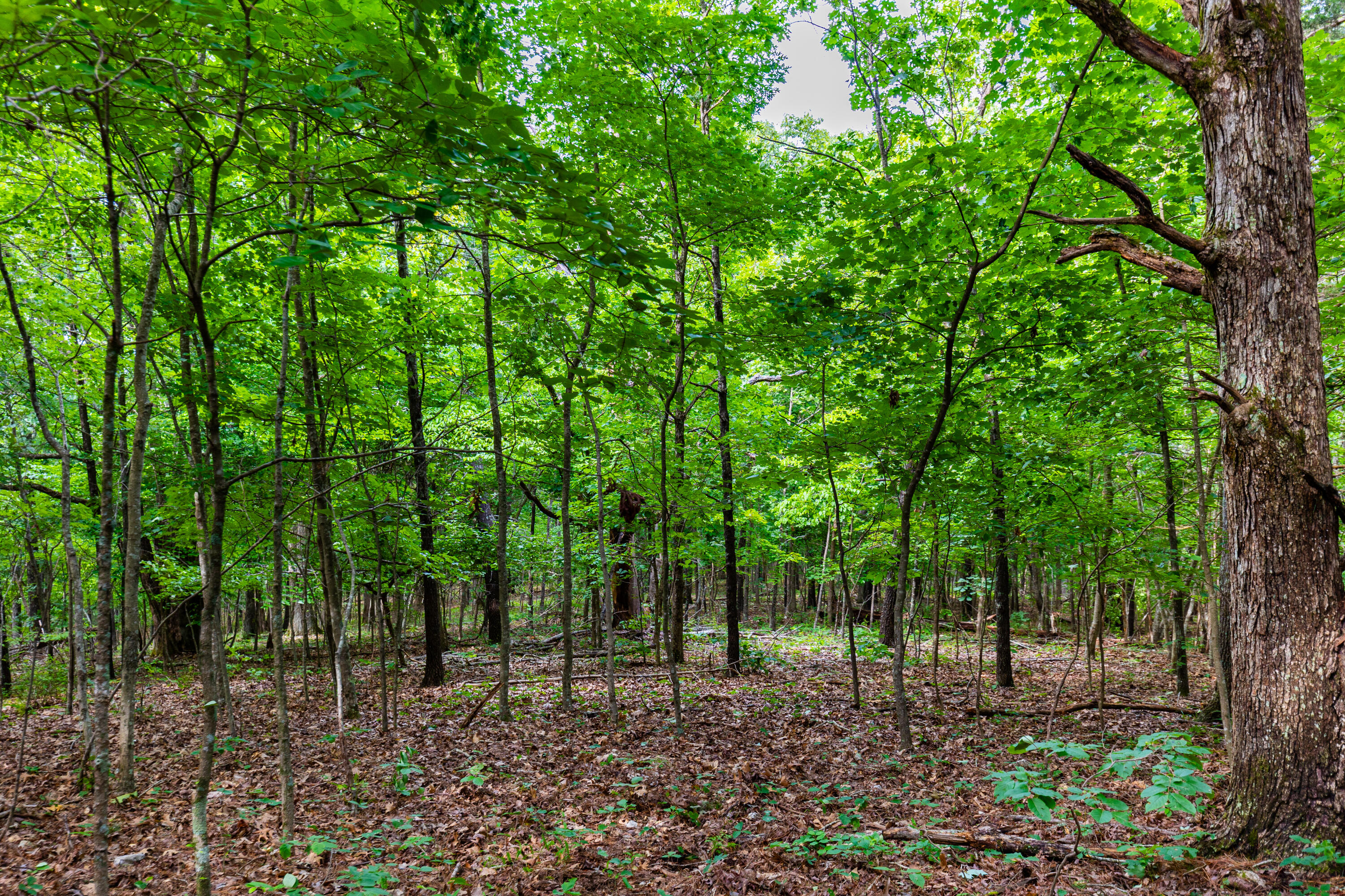 Photo 21 - Land for sale – 000  County Road 1990   Willow Springs, MO