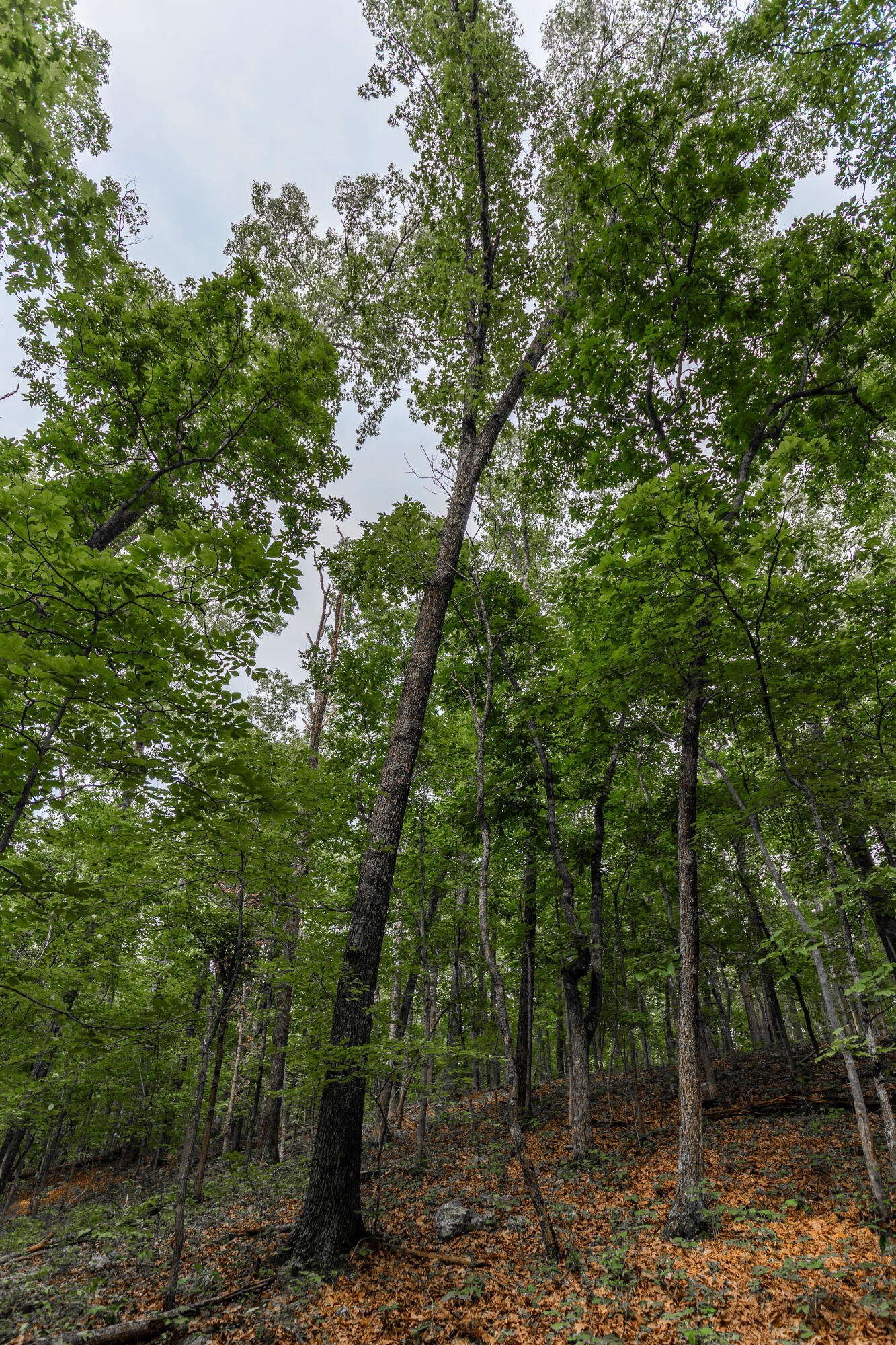 Photo 34 - Land for sale – 000  County Road 1990   Willow Springs, MO