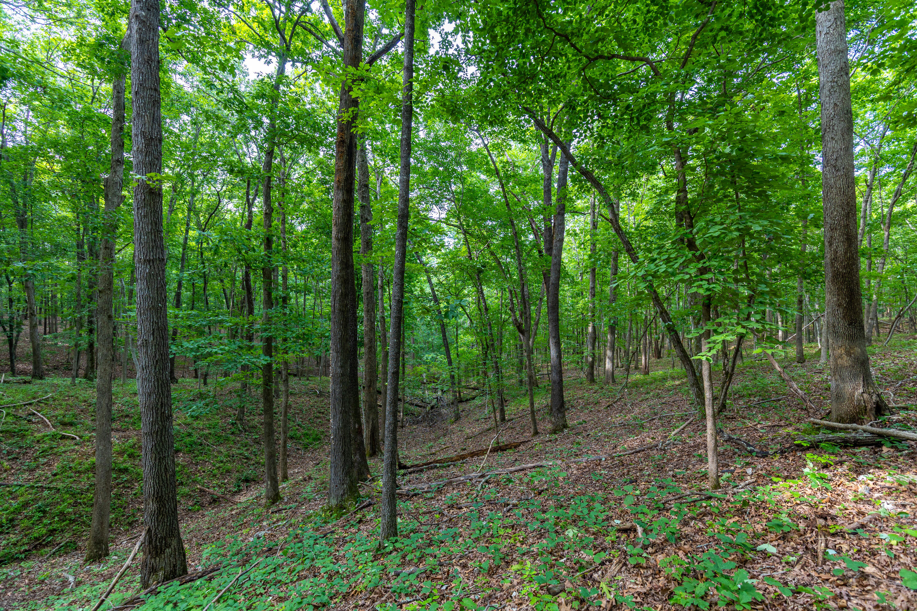 Photo 25 - Land for sale – 000  County Road 1990   Willow Springs, MO