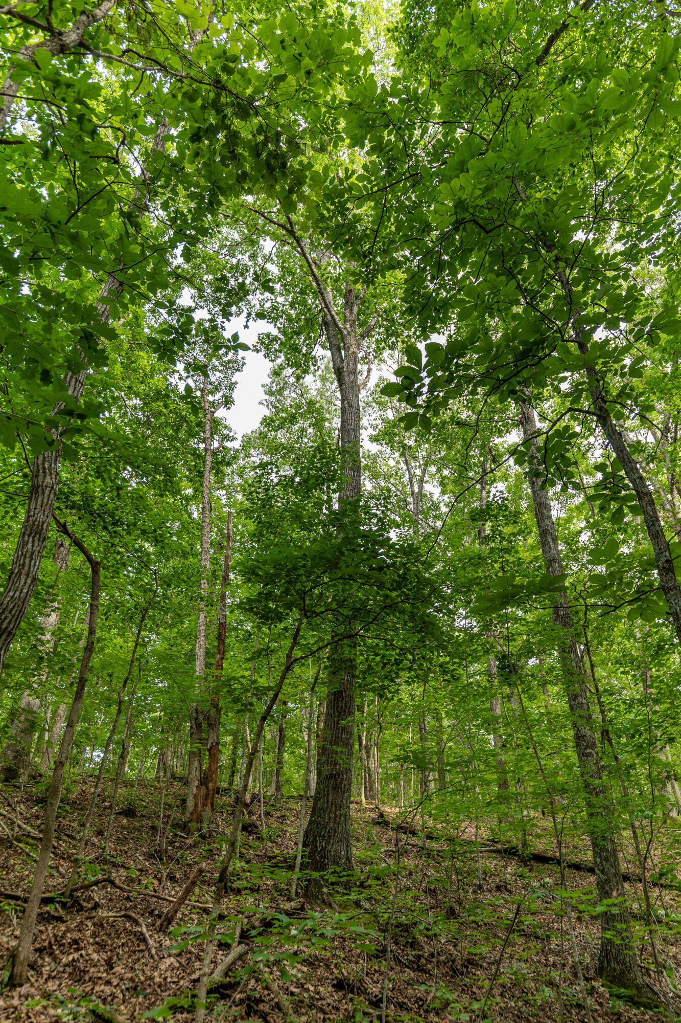 Photo 35 - Land for sale – 000  County Road 1990   Willow Springs, MO