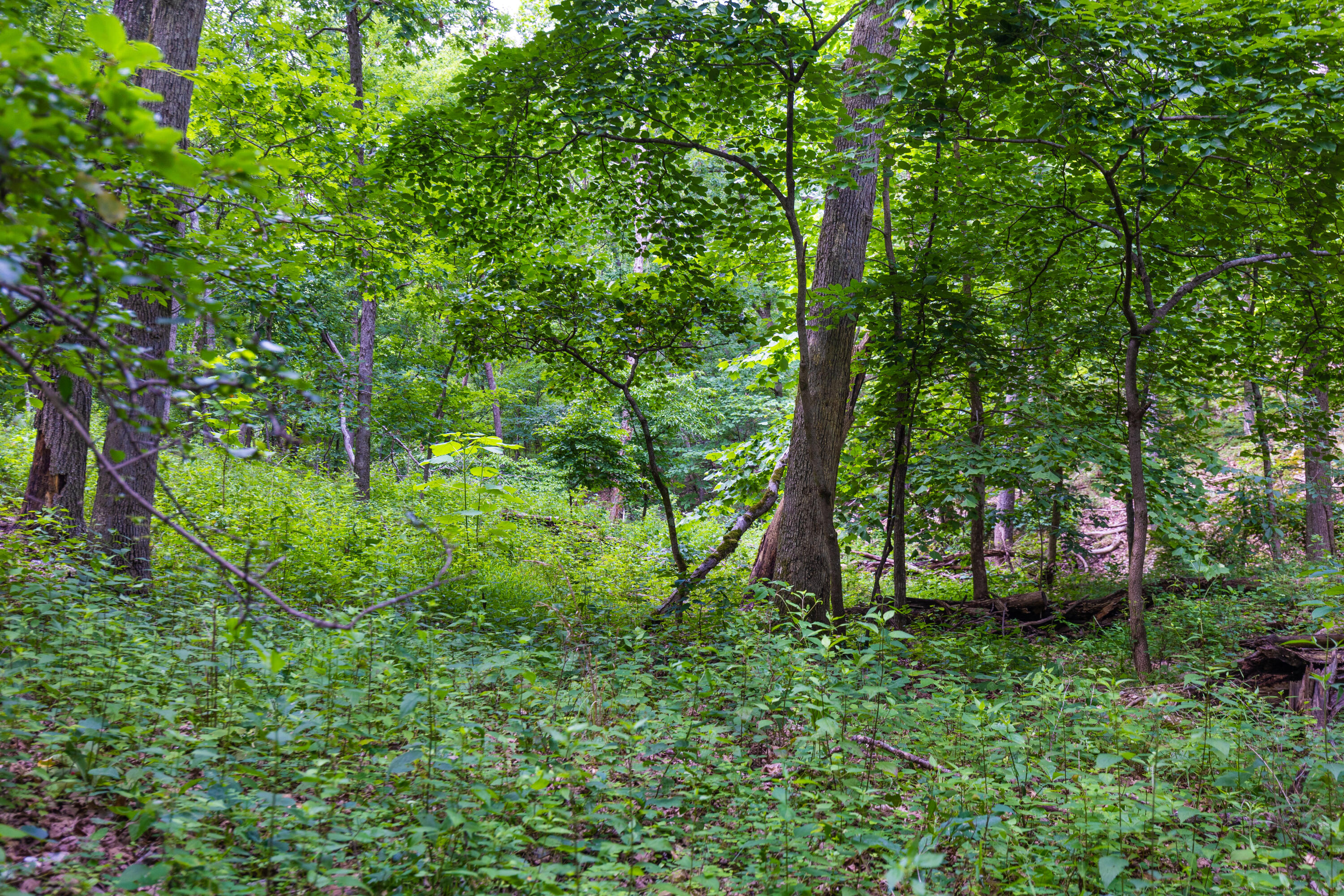 Photo 29 - Land for sale – 000  County Road 1990   Willow Springs, MO