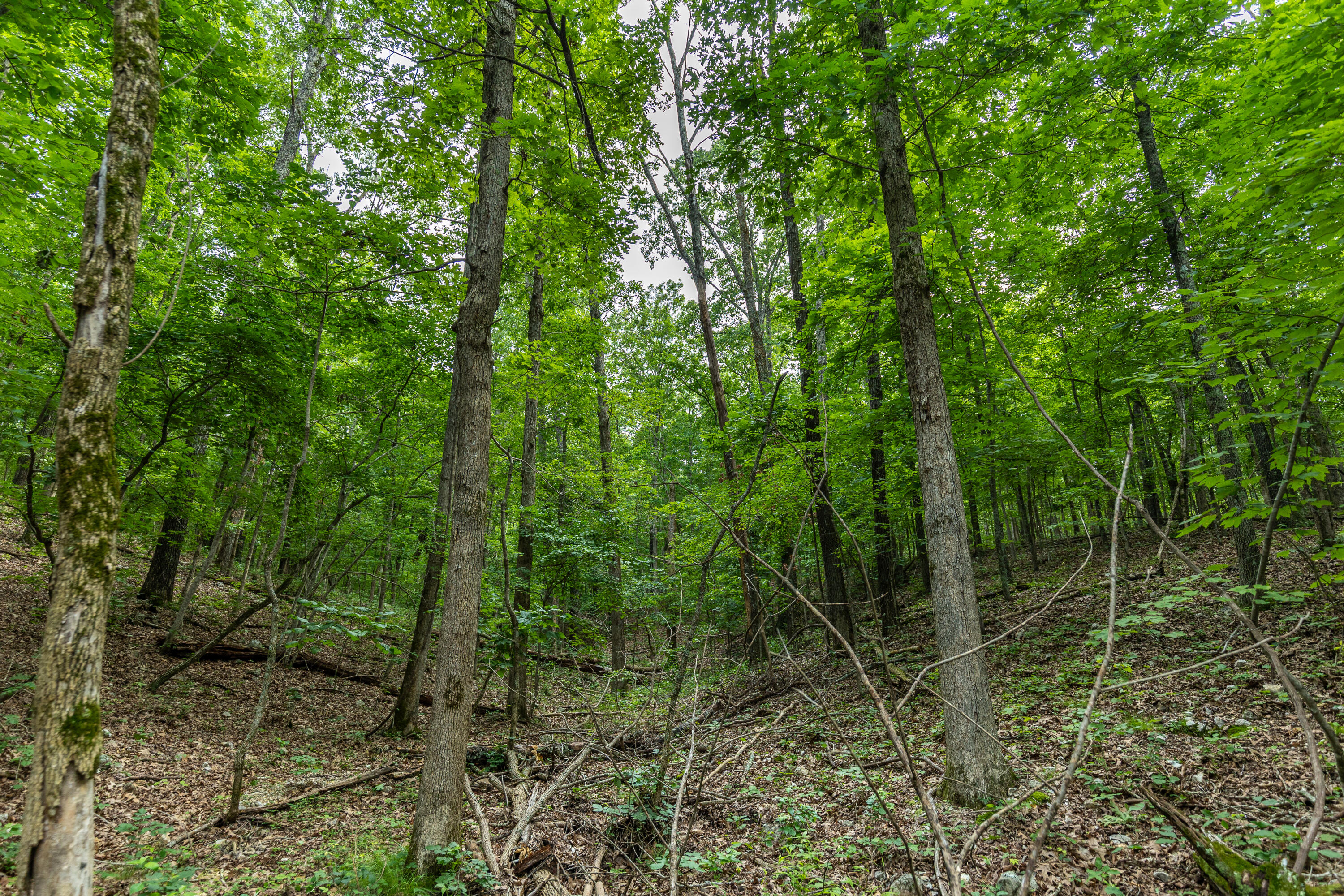 Photo 31 - Land for sale – 000  County Road 1990   Willow Springs, MO