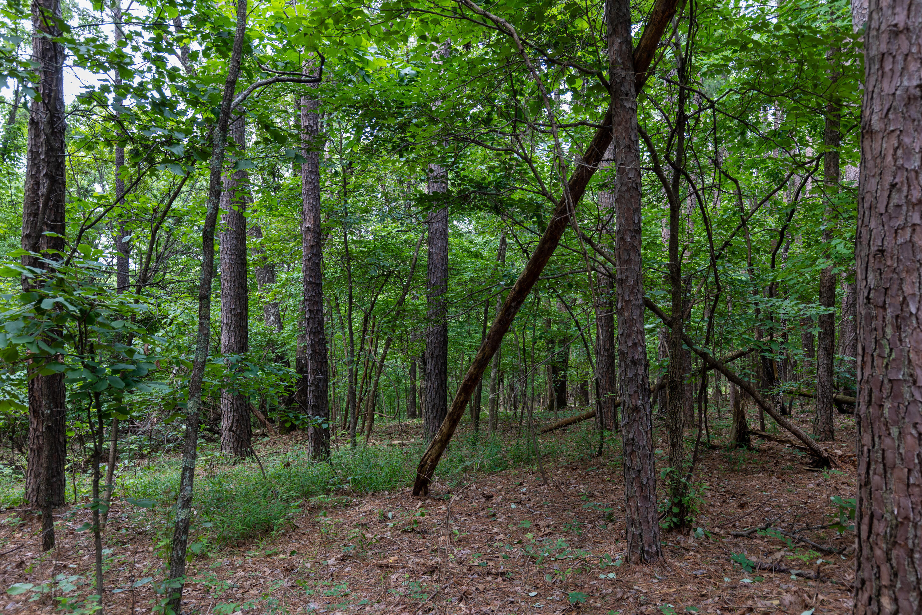 Photo 13 - Land for sale – 000  County Road 1990   Willow Springs, MO