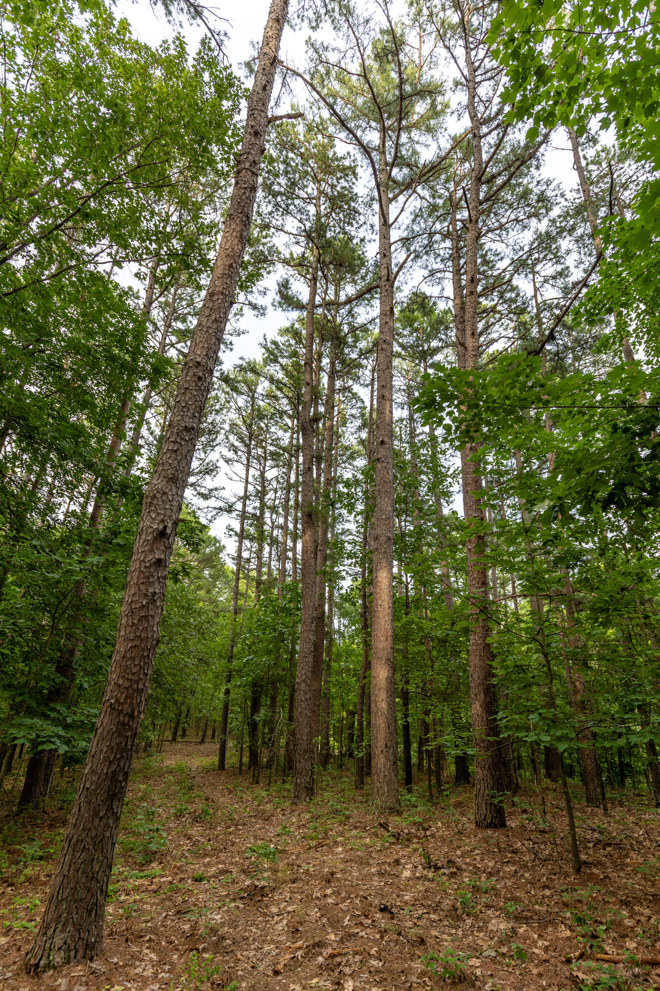Photo 17 - Land for sale – 000  County Road 1990   Willow Springs, MO