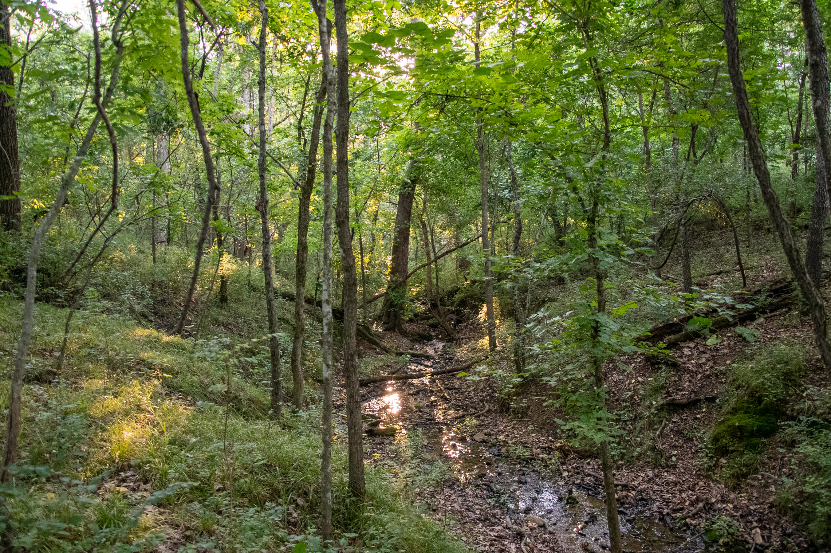Photo 5 - Land for sale – 000  State Highway O   Highlandville, MO