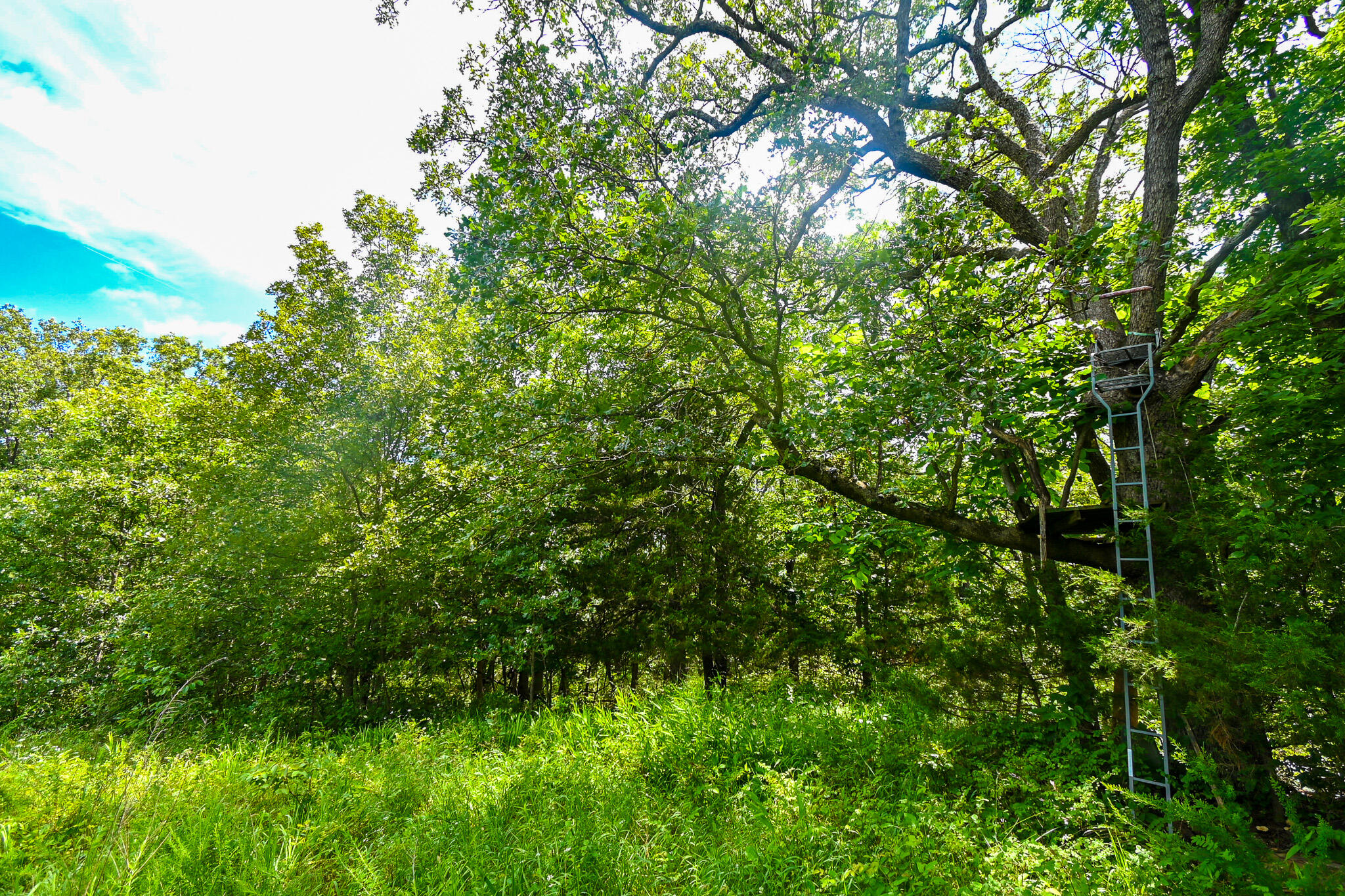 Photo 6 - Land for sale – 5760 NE 817 Pvt Road  Osceola, MO