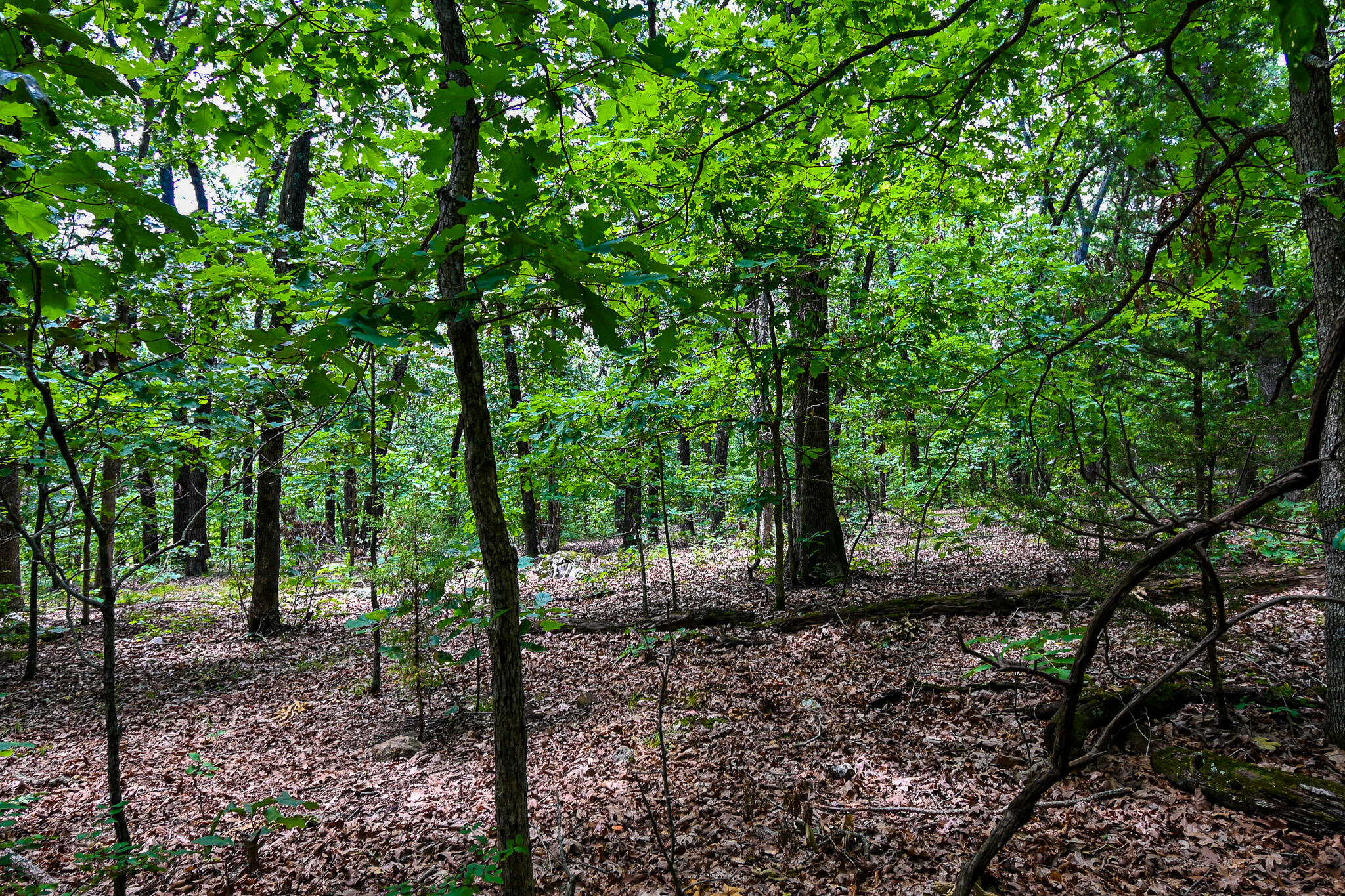 Photo 47 - Land for sale – 5760 NE 817 Pvt Road  Osceola, MO
