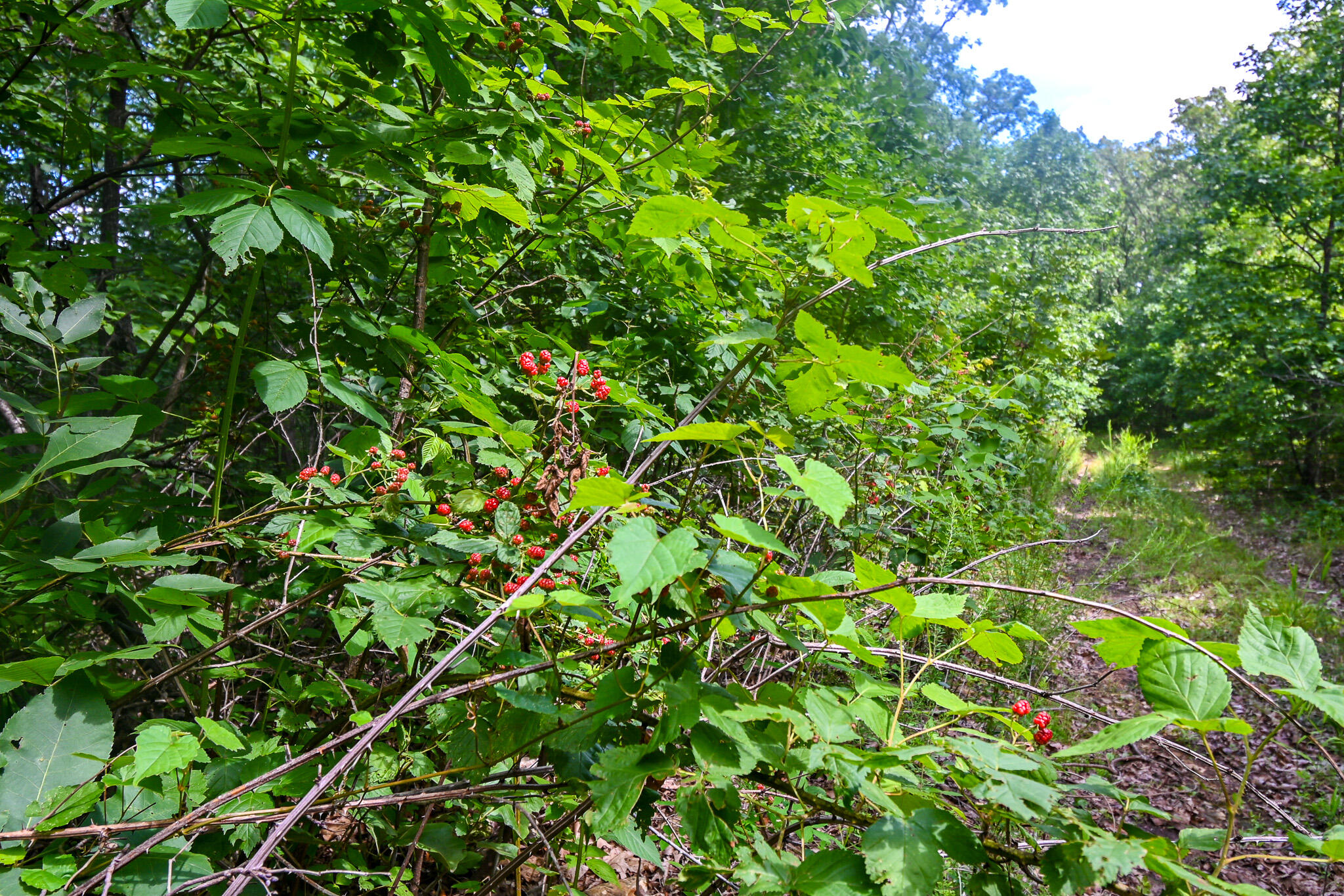 Photo 12 - Land for sale – 5760 NE 817 Pvt Road  Osceola, MO