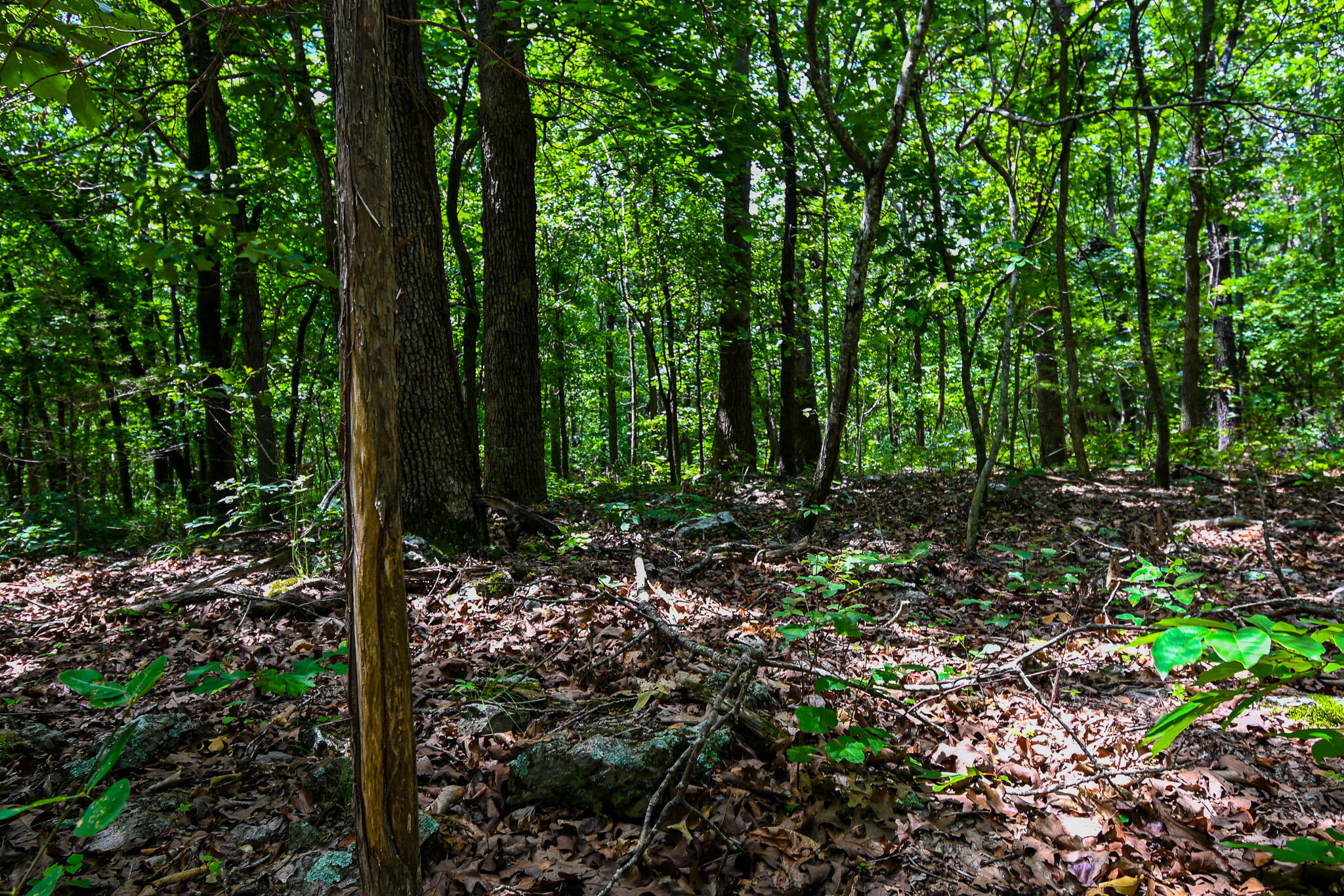 Photo 4 - Land for sale – 5760 NE 817 Pvt Road  Osceola, MO